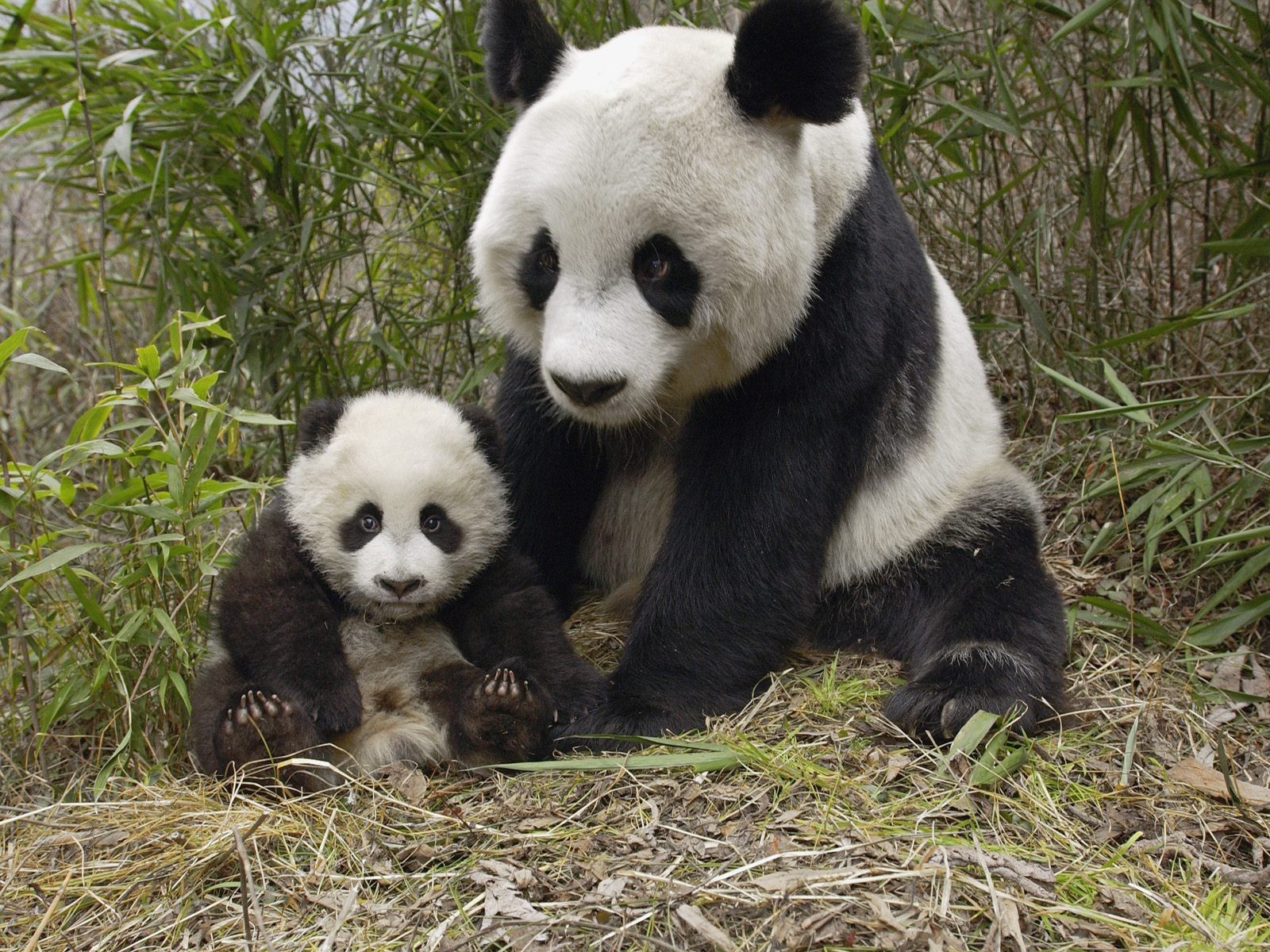 Panda álbum de fondo de pantalla #7 - 1600x1200