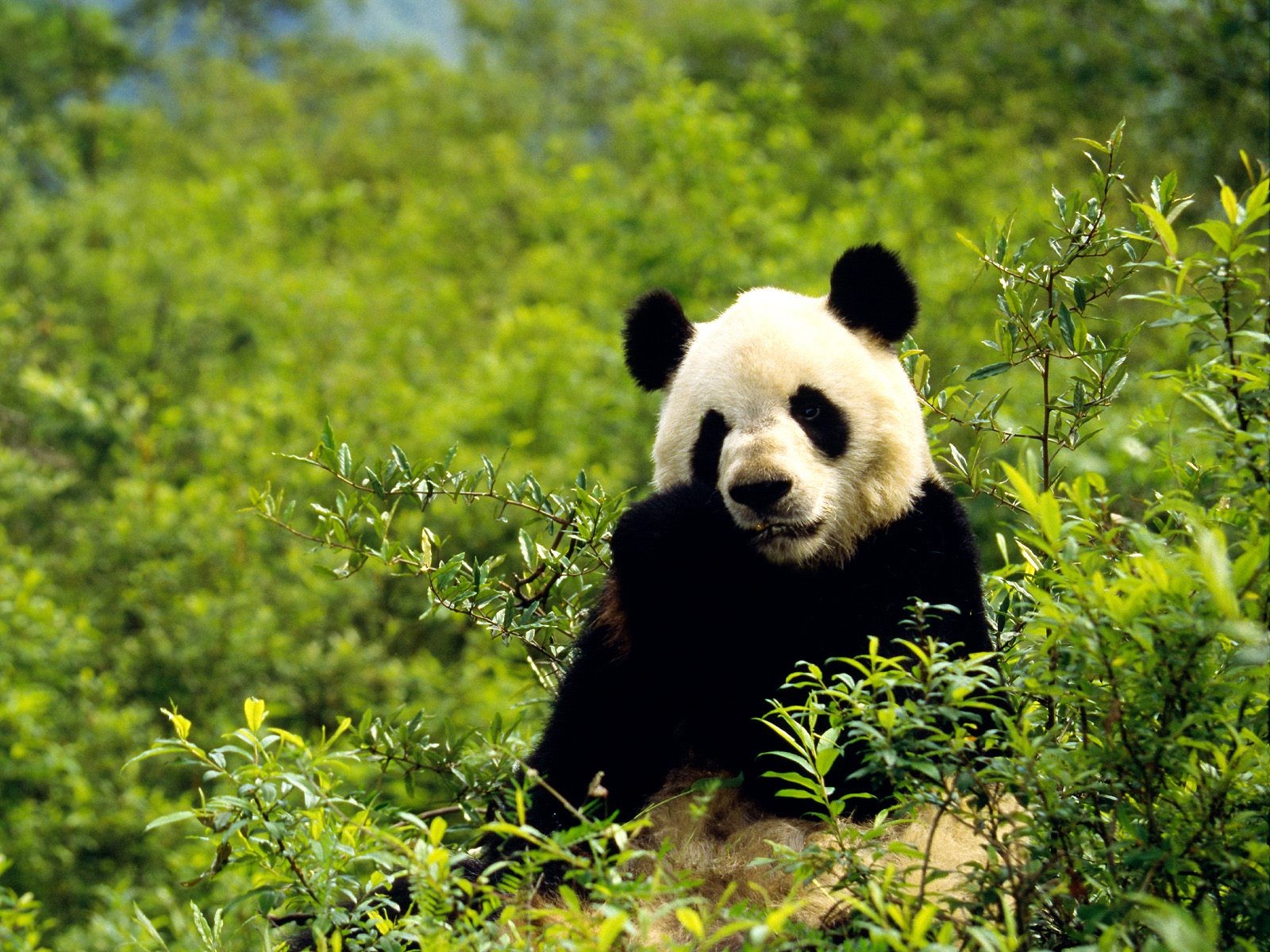 国宝熊猫壁纸专辑8 - 1600x1200