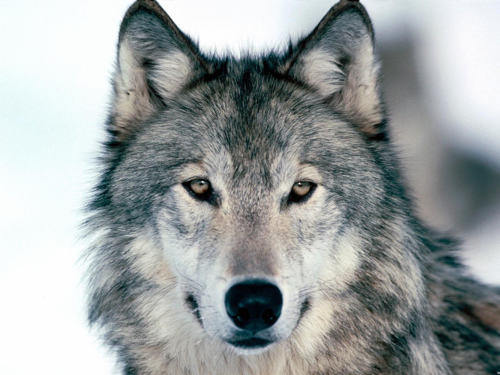 Wolf Wallpaper Album #18 - 1600x1200