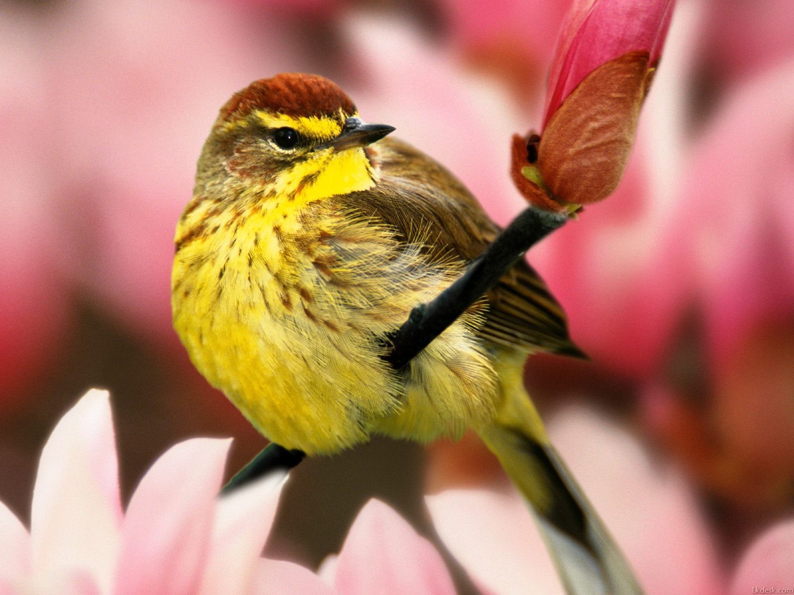 可愛小鳥寫真壁紙 #4 - 1600x1200
