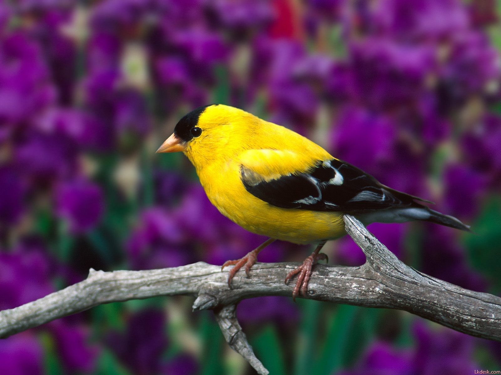 Lovely Vogel Fototapete #10 - 1600x1200