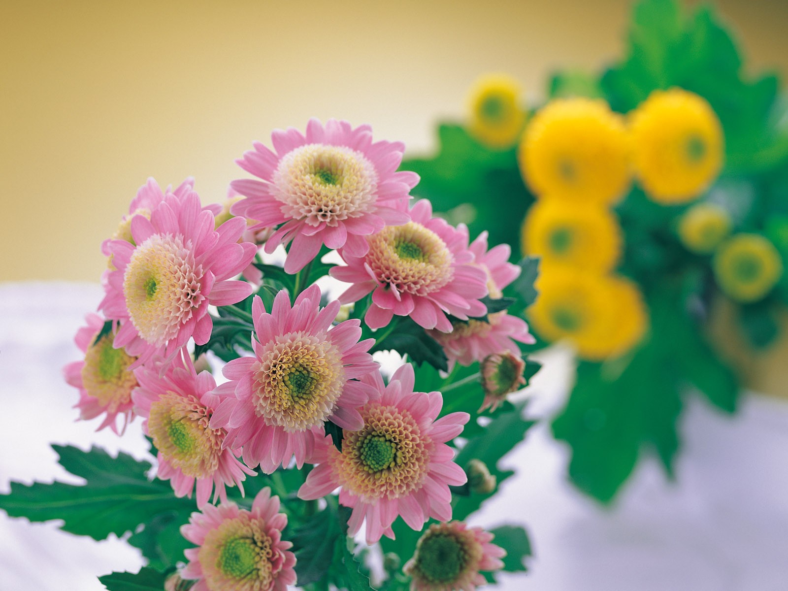 室內鮮花特輯(一) #31 - 1600x1200