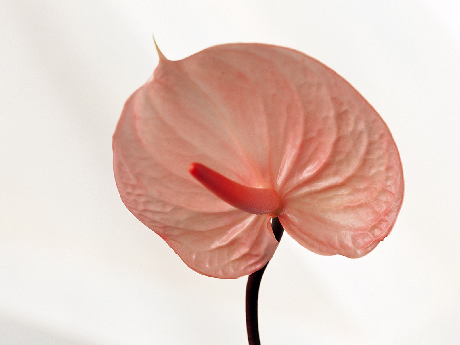 室內鮮花特輯(一) #33 - 1600x1200