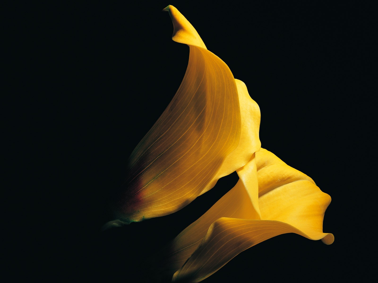 室內鮮花特輯(一) #38 - 1600x1200