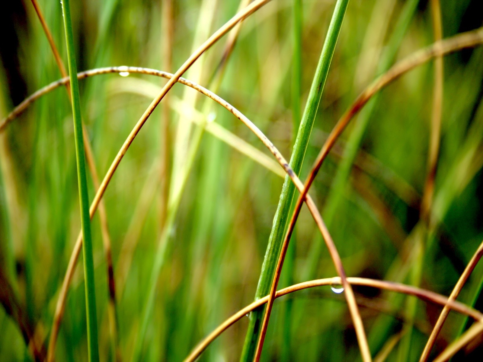  Vistaの植物の壁紙(6) #21 - 1600x1200