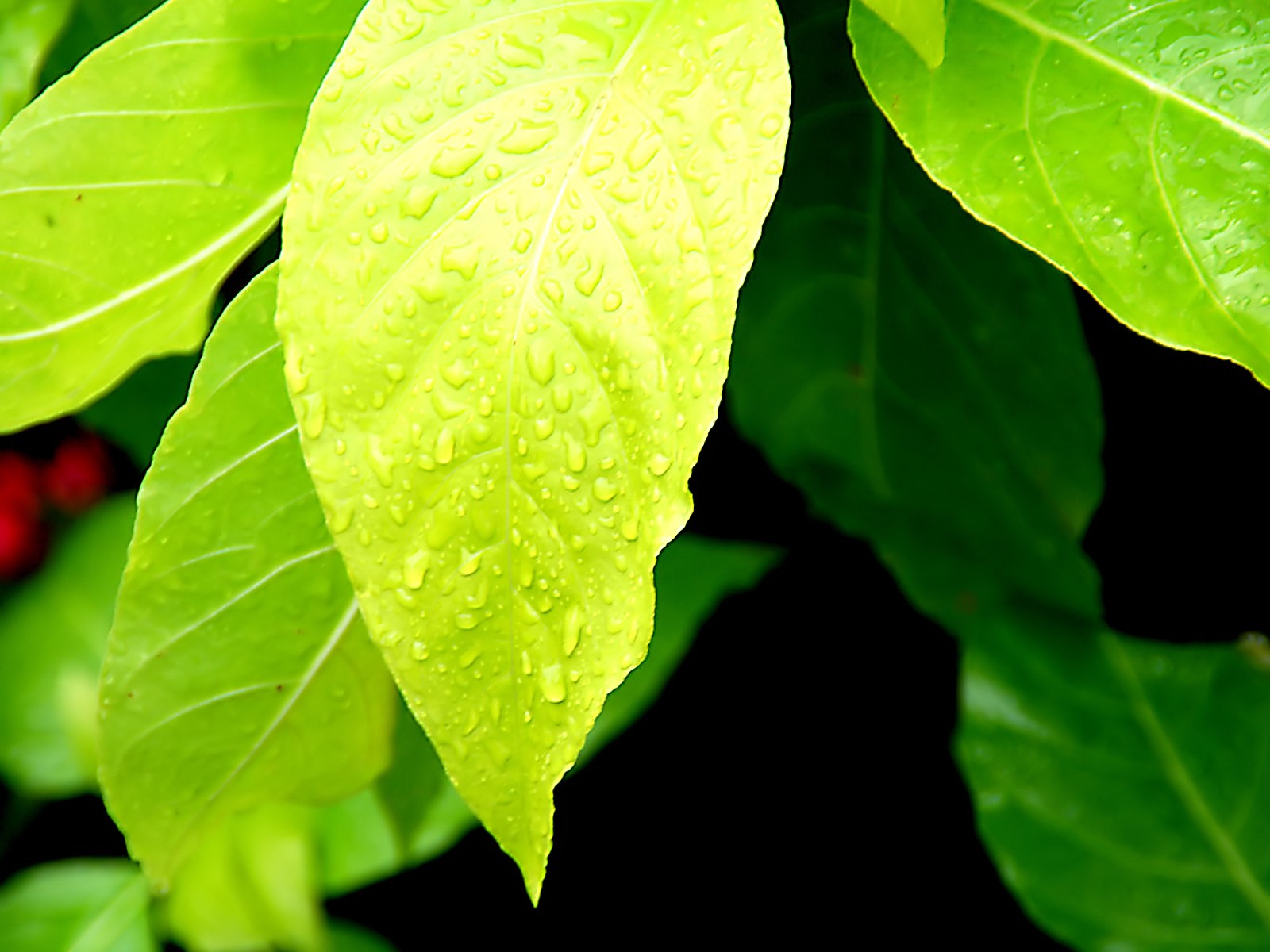  Vistaの植物の壁紙(6) #34 - 1600x1200