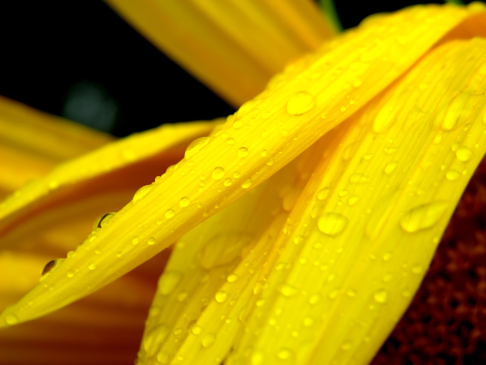  Vistaの植物の壁紙(6) #38 - 1600x1200