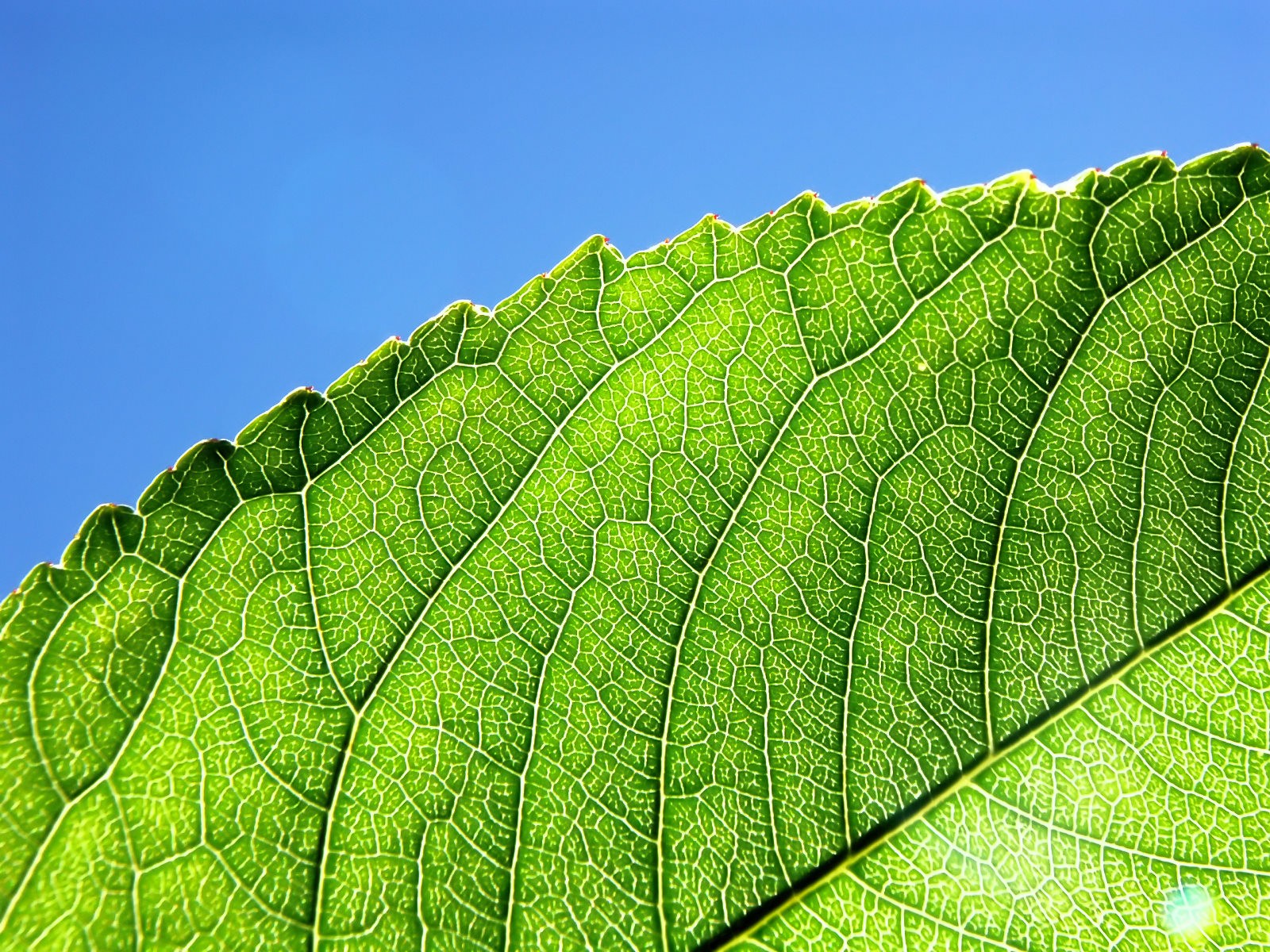  Vistaの植物の壁紙(6) #39 - 1600x1200