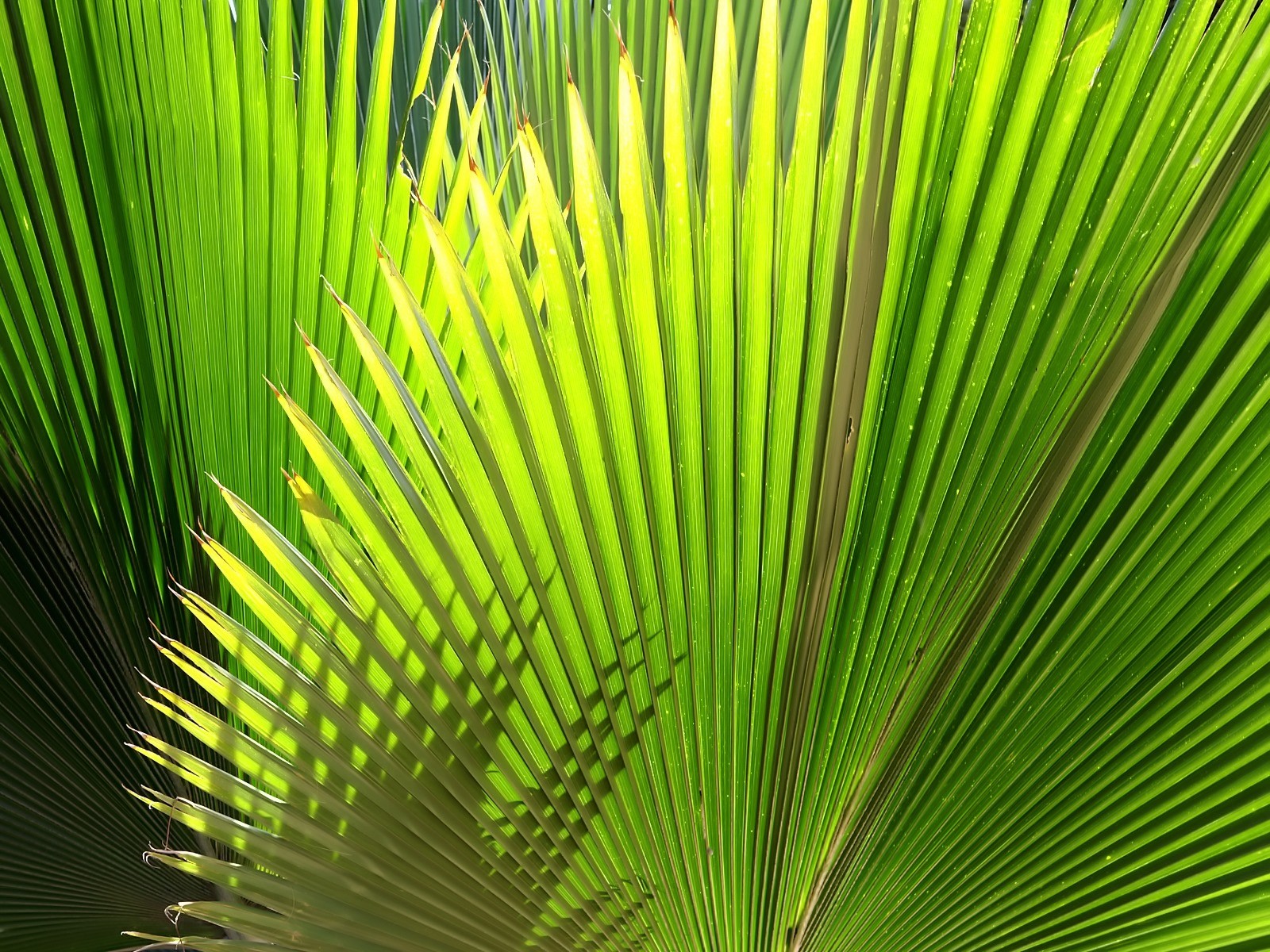 Vista 植物壁紙(五) #4 - 1600x1200