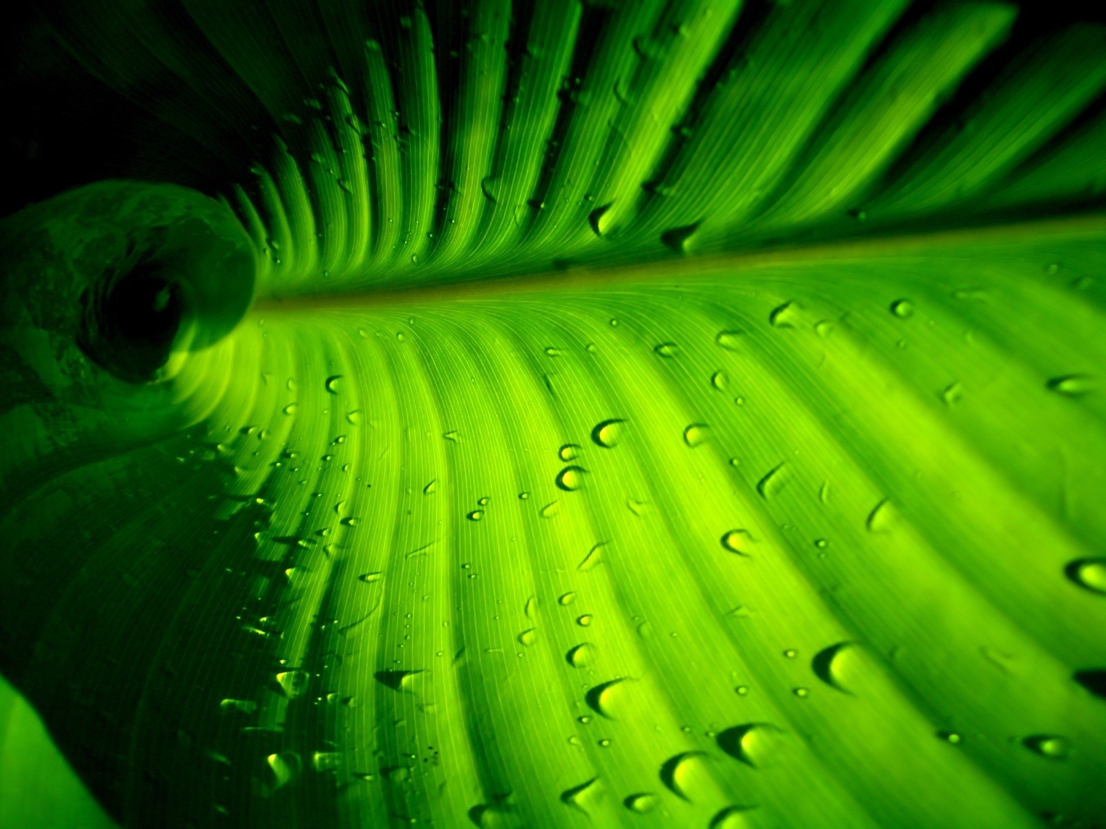 Vista 植物壁紙(五) #21 - 1600x1200