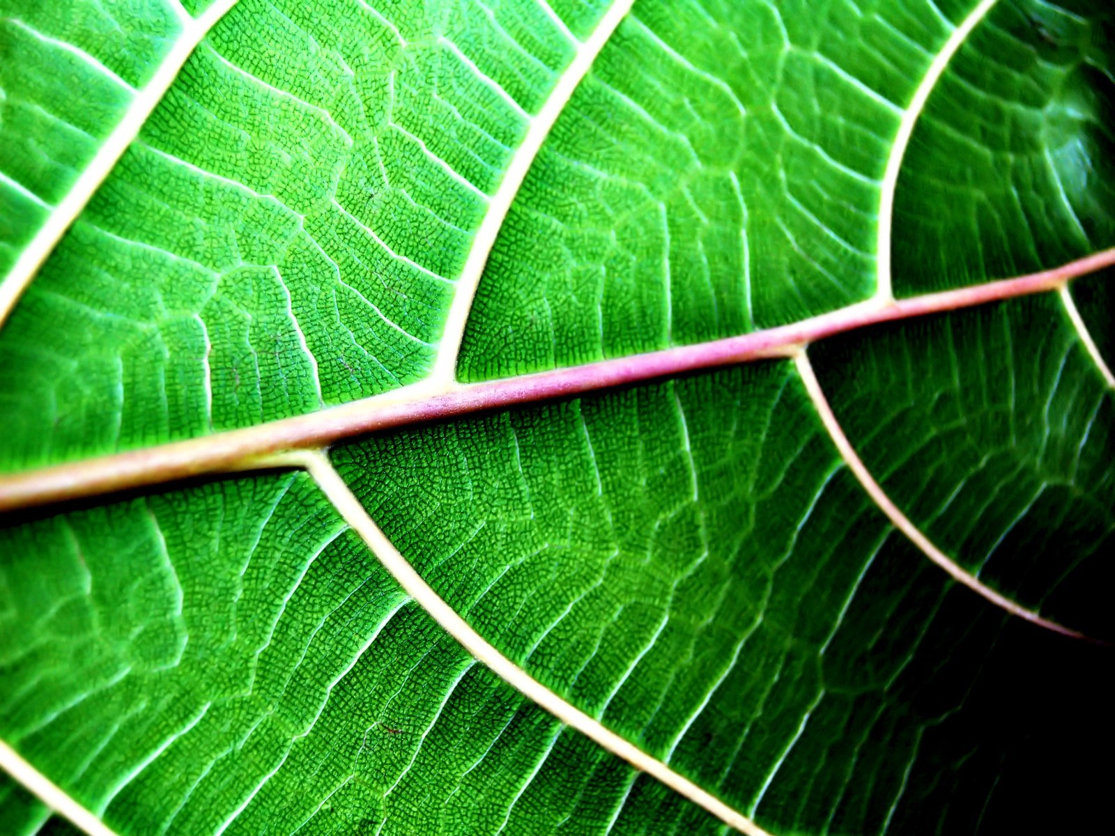 Vista 植物壁紙(五) #22 - 1600x1200