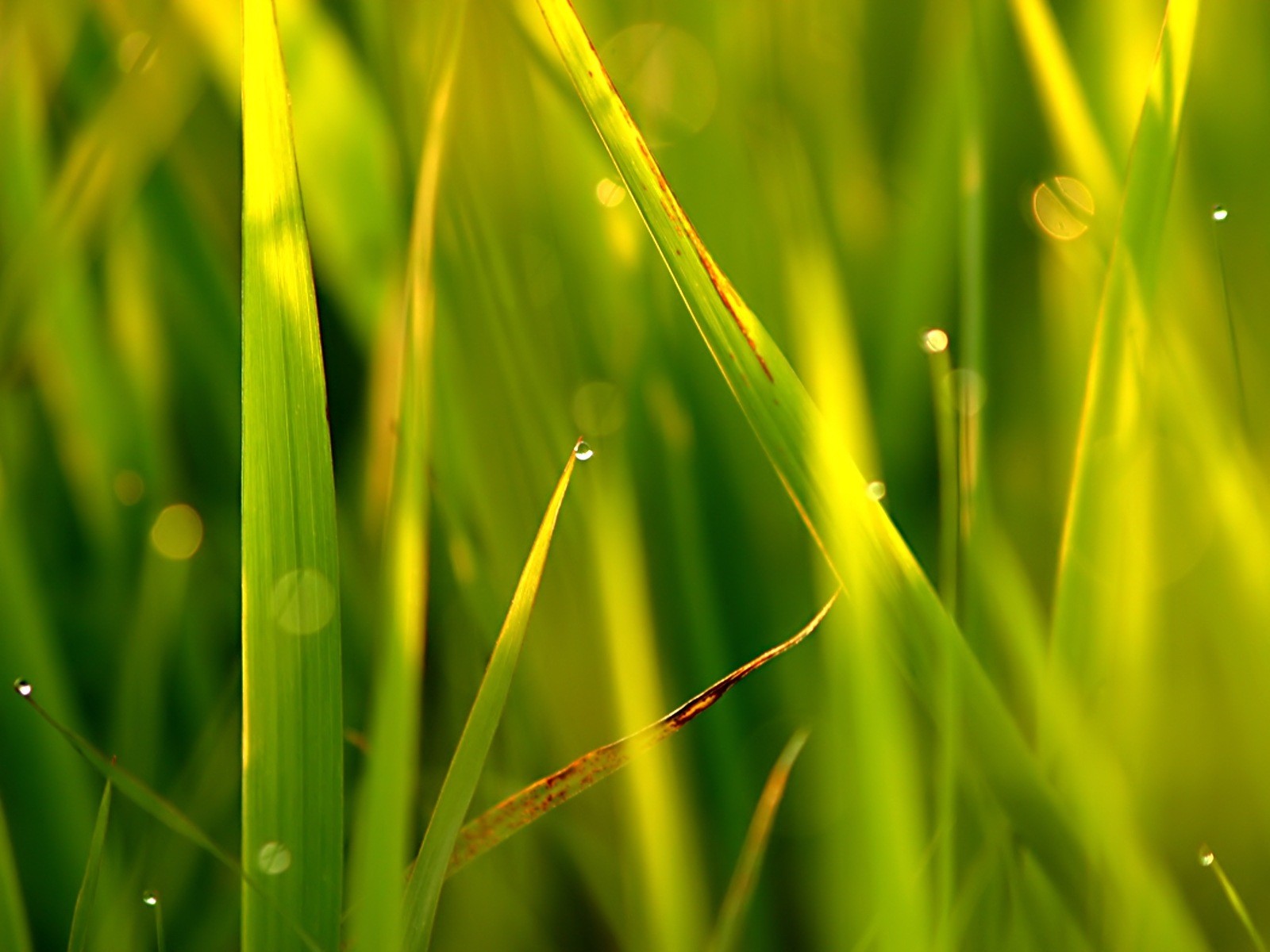 Vista 植物壁紙(五) #24 - 1600x1200