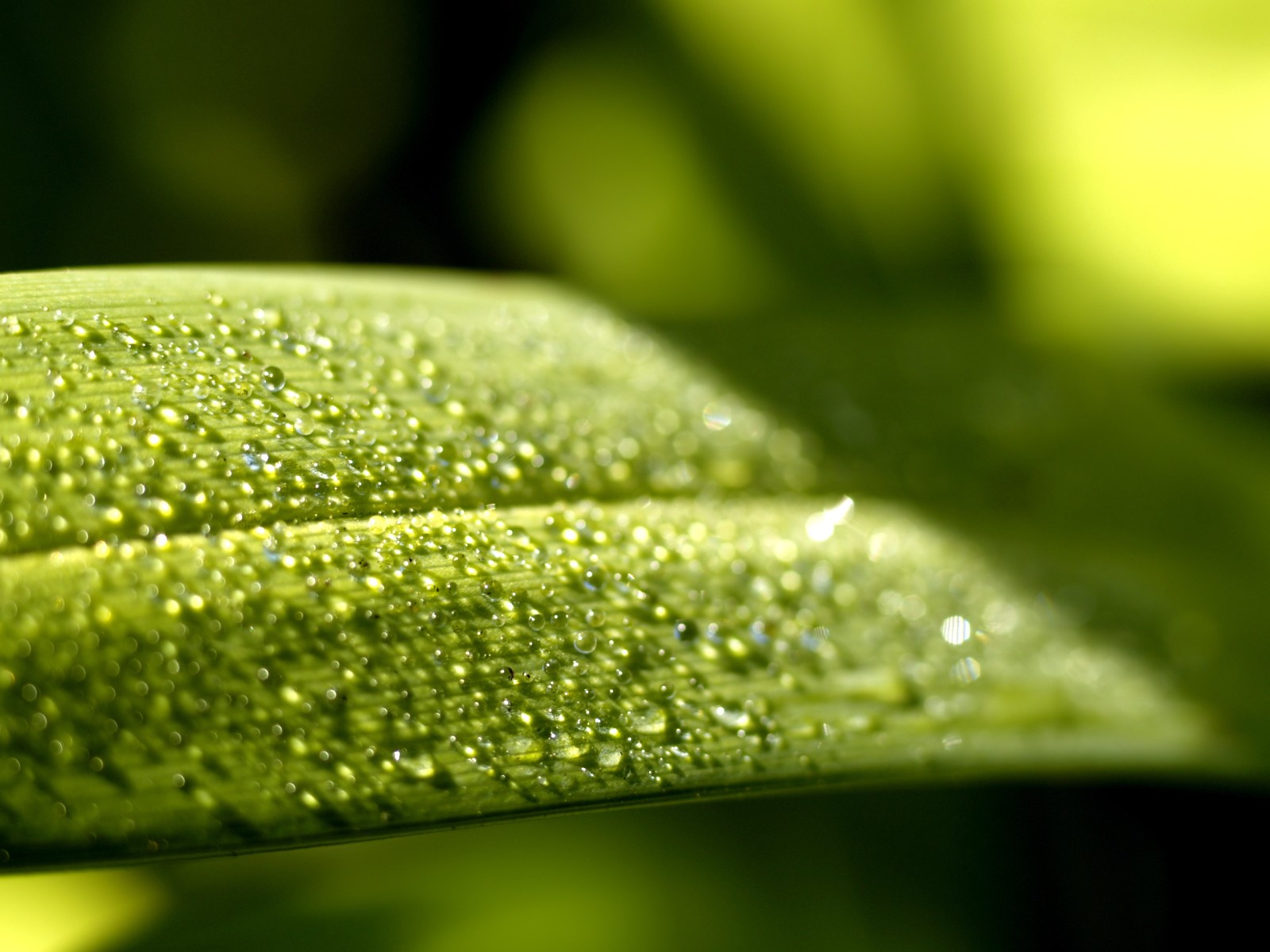 Vista 植物壁紙(五) #30 - 1600x1200