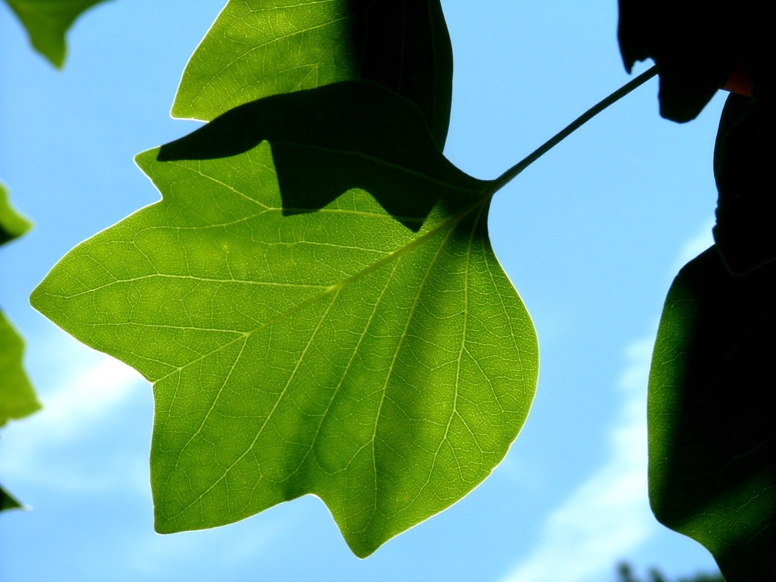 Vista 植物壁紙(五) #32 - 1600x1200