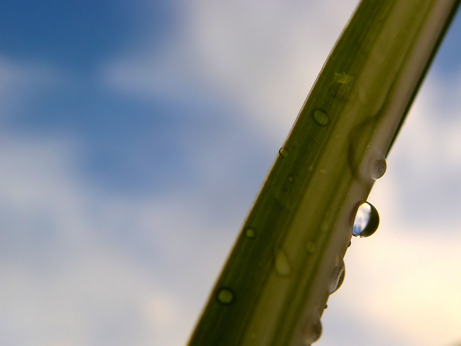 Vista 植物壁紙(五) #33 - 1600x1200