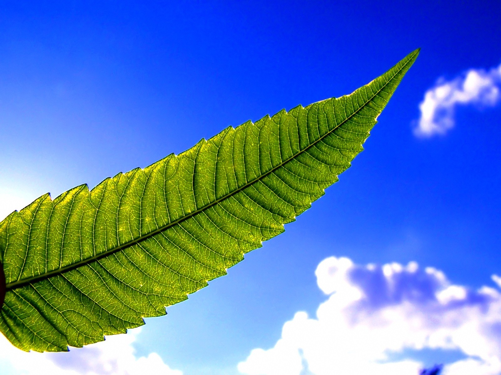 Vista 植物壁紙(五) #34 - 1600x1200