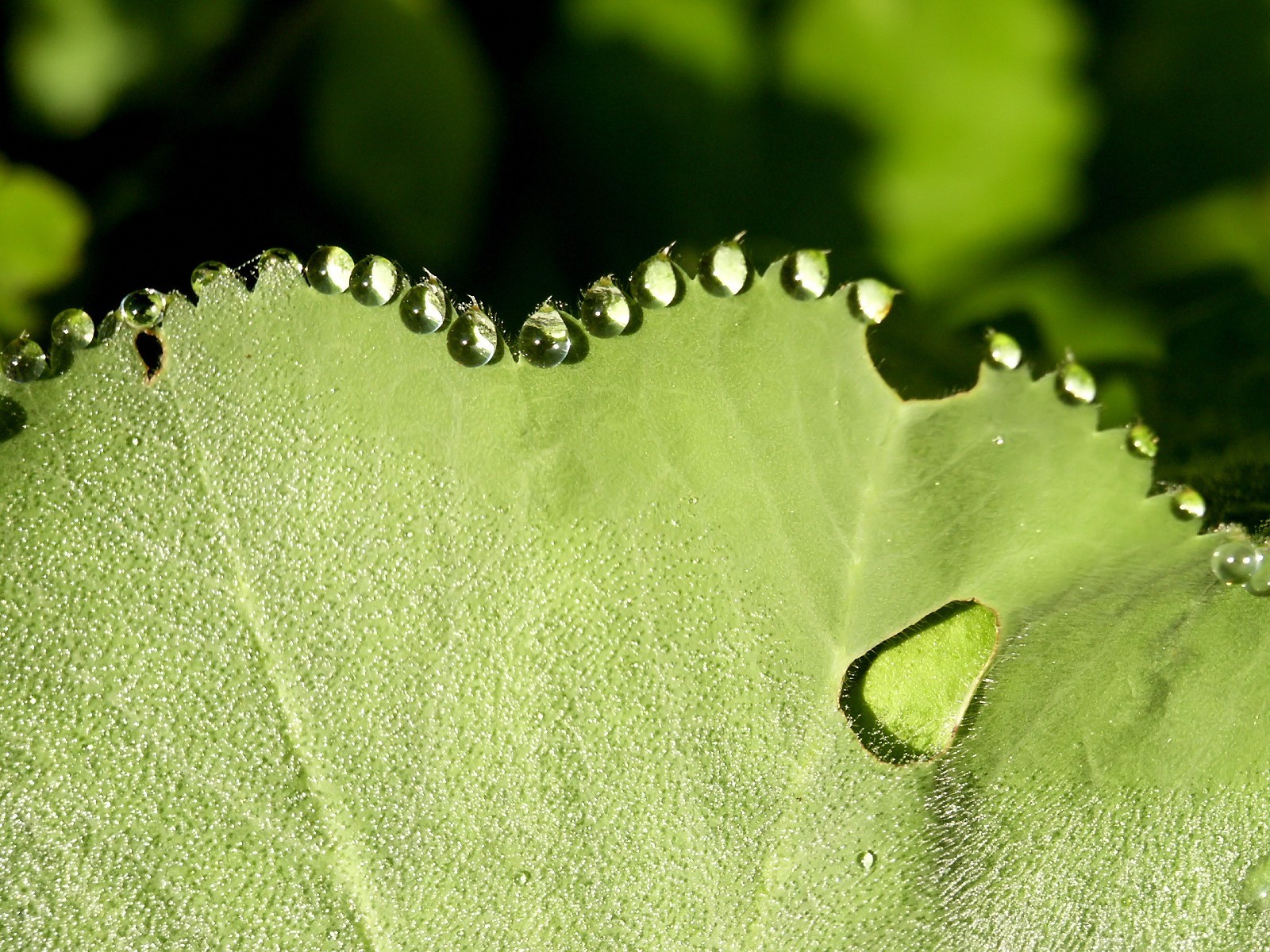 Vista 植物壁紙(五) #37 - 1600x1200