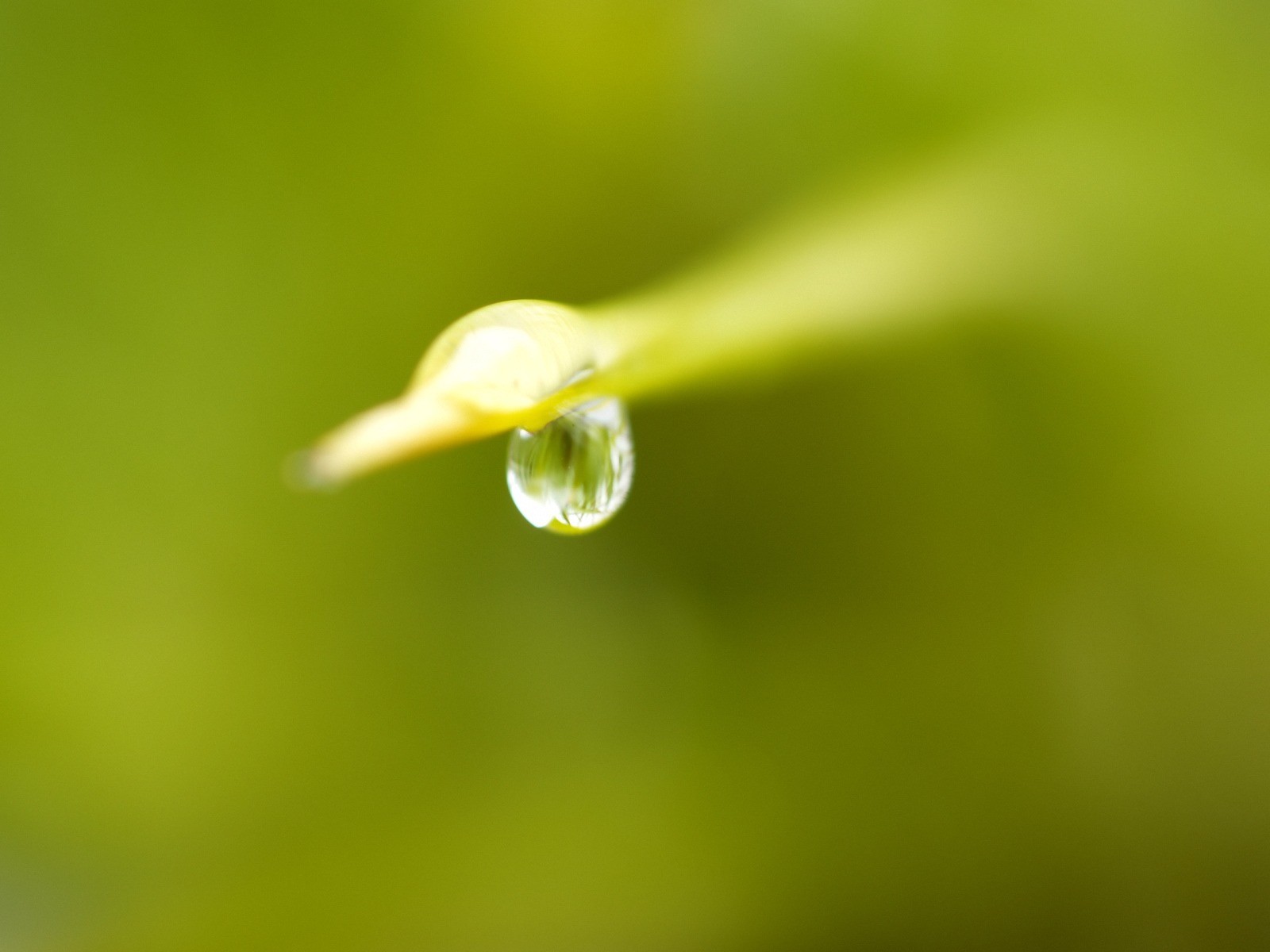 Vista 植物壁紙(五) #38 - 1600x1200