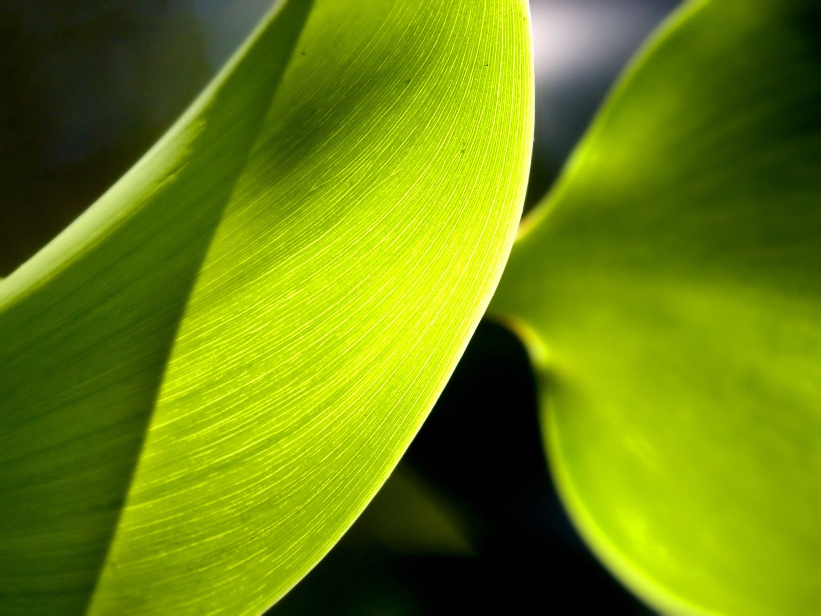 Vista 植物壁紙(五) #39 - 1600x1200