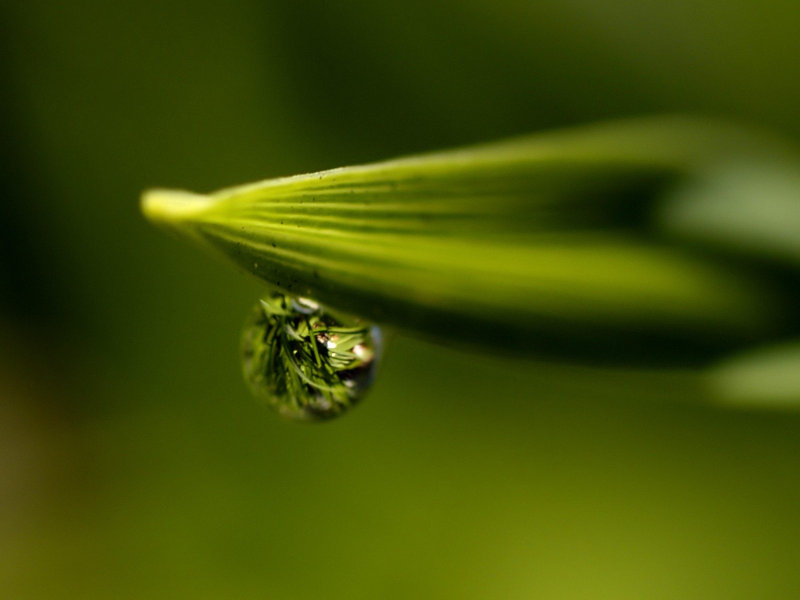 Vista 植物壁紙(五) #40 - 1600x1200