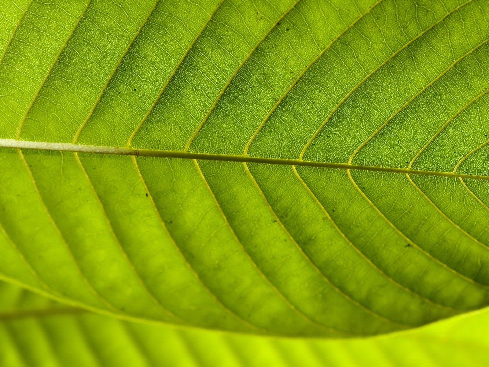 Vista 植物壁紙(七) #22 - 1600x1200