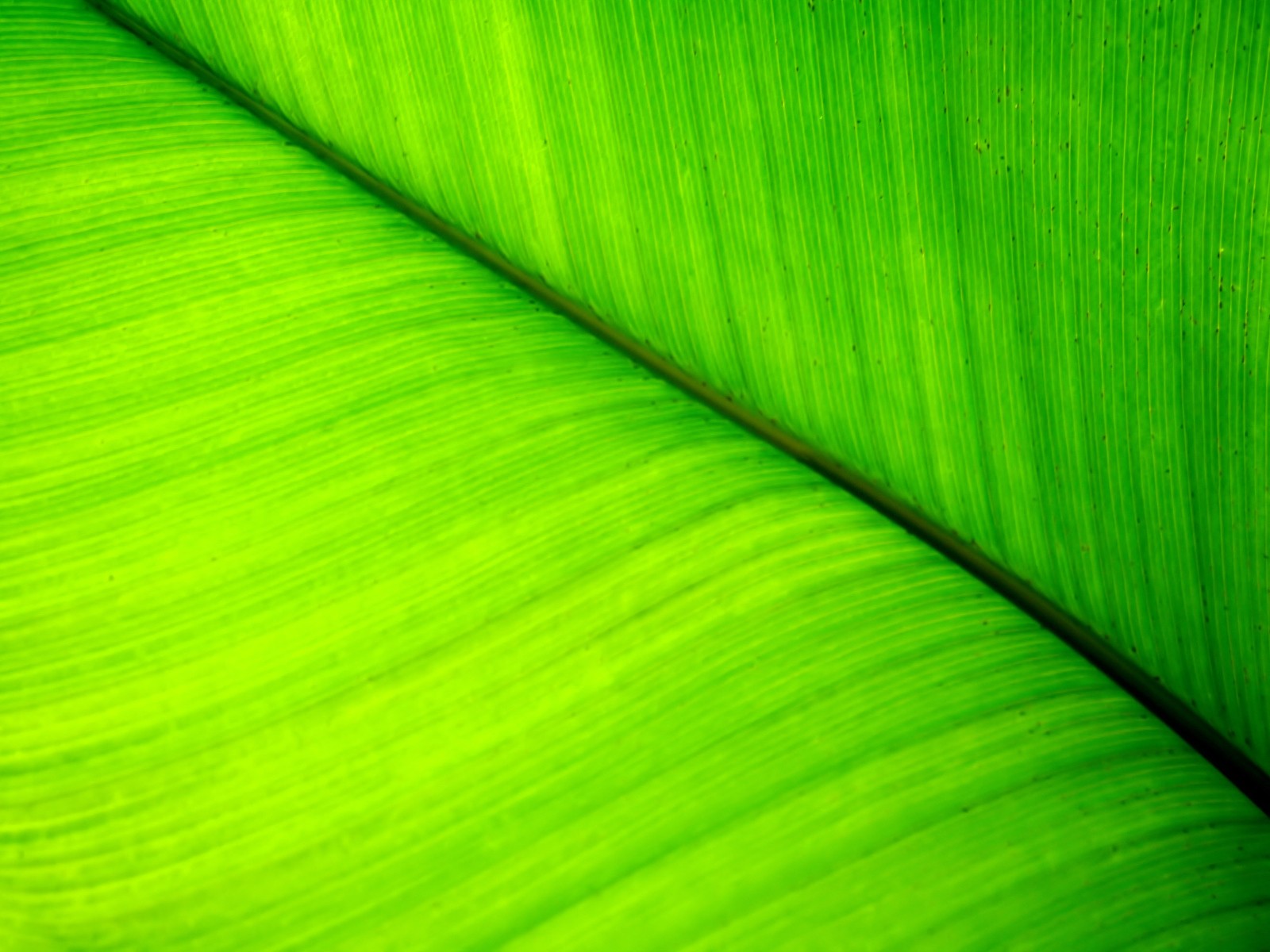 Vista 植物壁紙(七) #25 - 1600x1200
