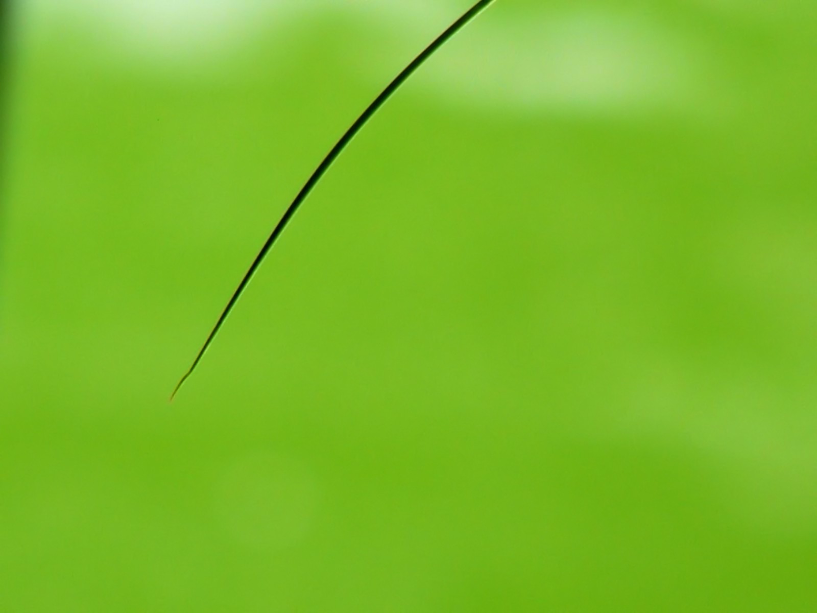 Vista 植物壁紙(七) #26 - 1600x1200