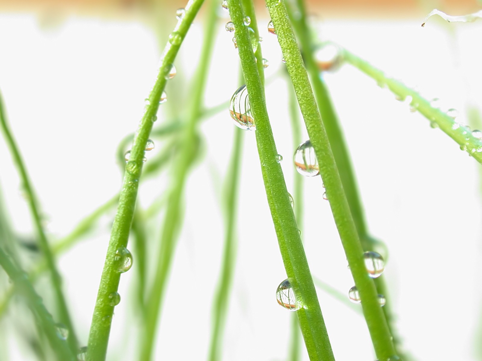 Vista 植物壁紙(七) #31 - 1600x1200