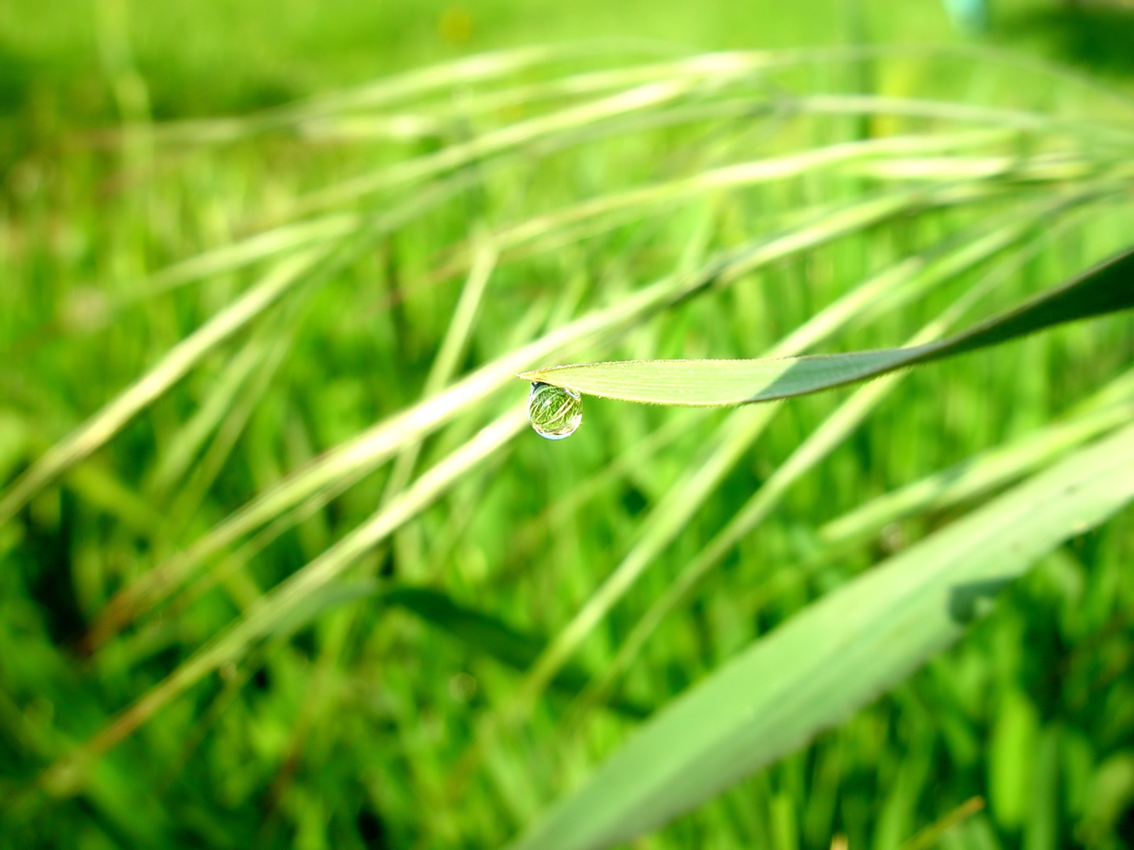 Vista 植物壁紙(七) #32 - 1600x1200