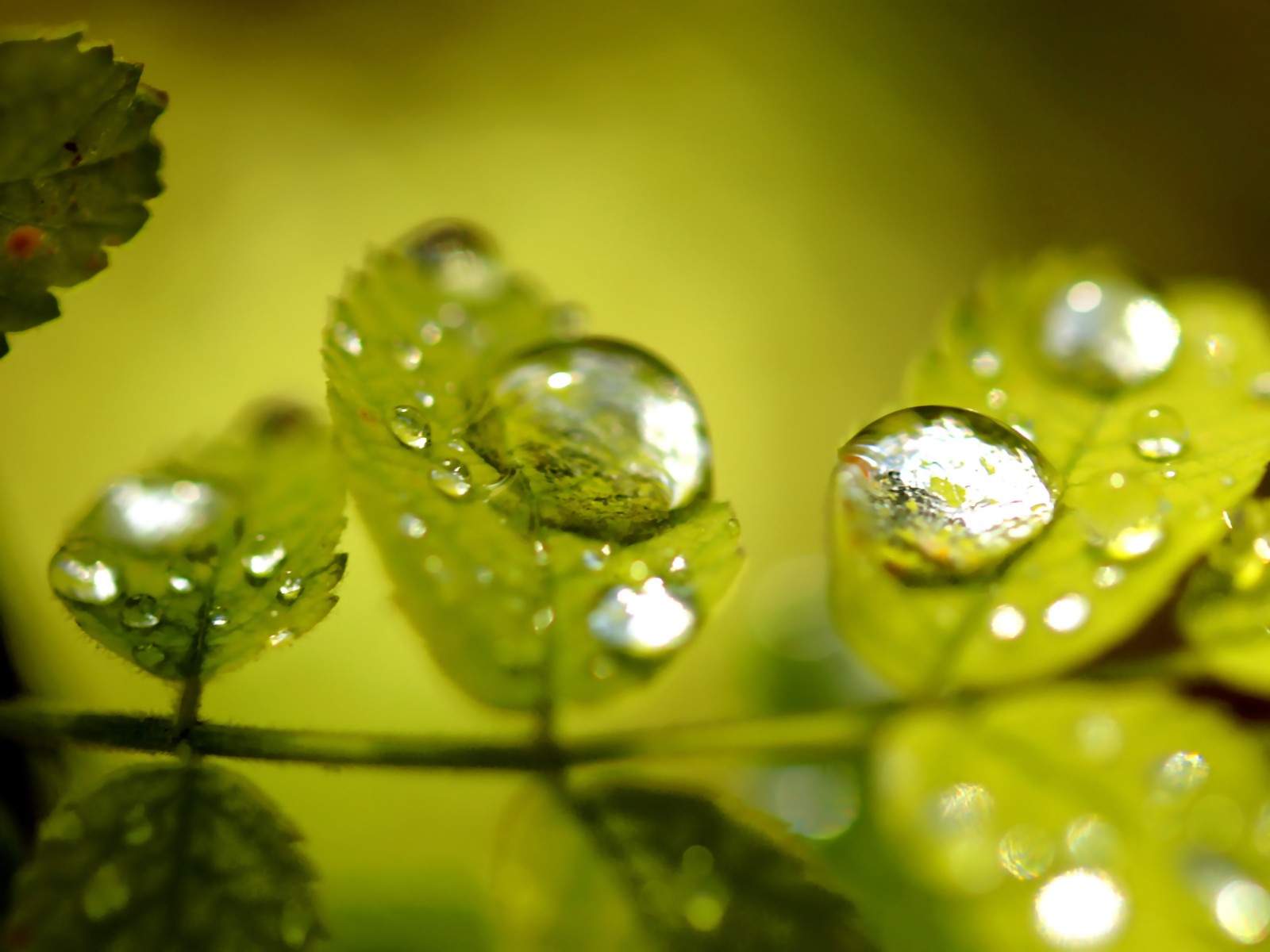 Vista 植物壁紙(七) #33 - 1600x1200