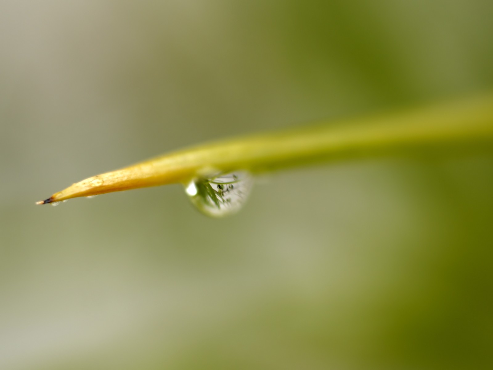 Vista 植物壁紙(七) #36 - 1600x1200
