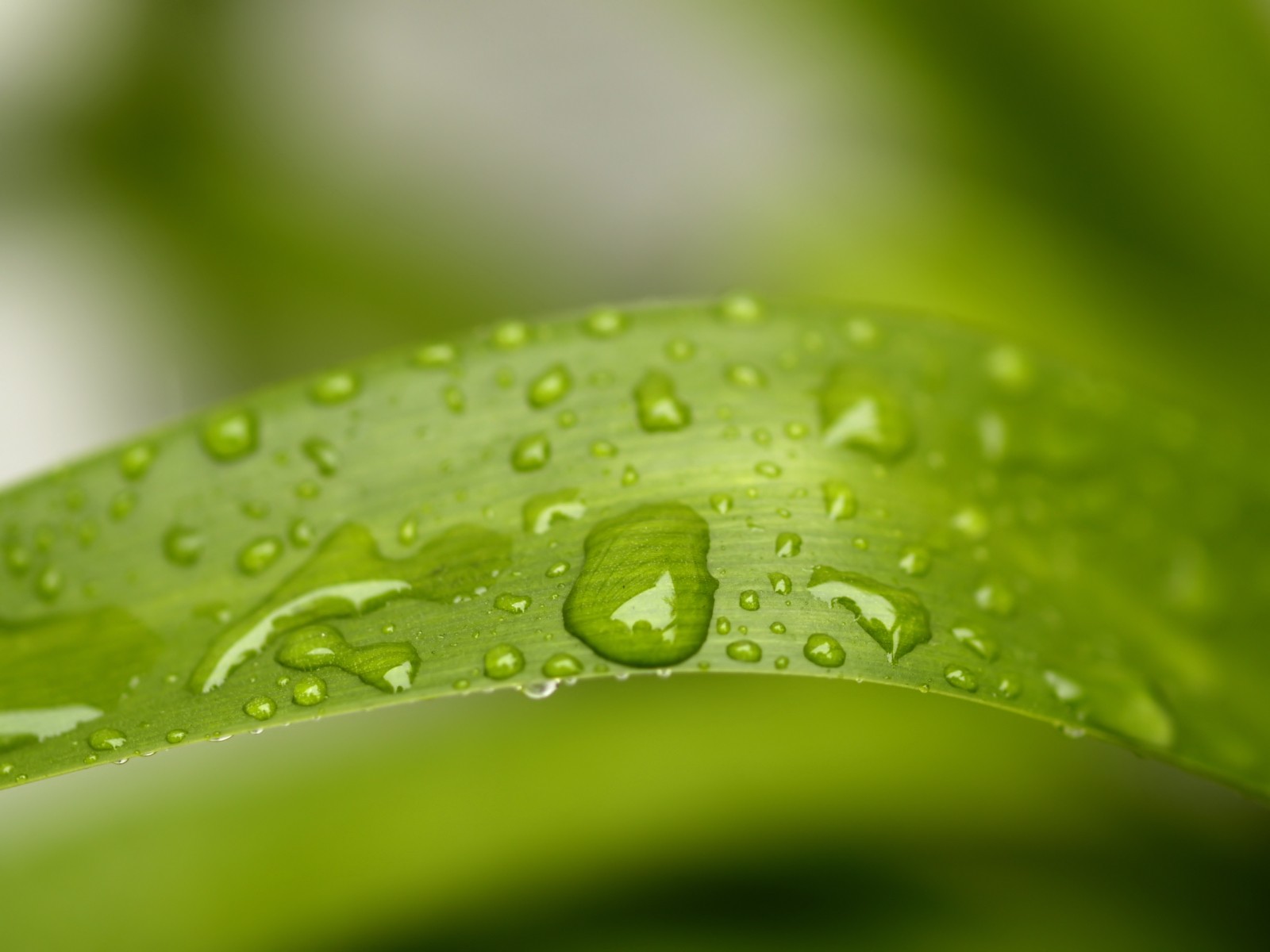 Vista 植物壁紙(七) #37 - 1600x1200