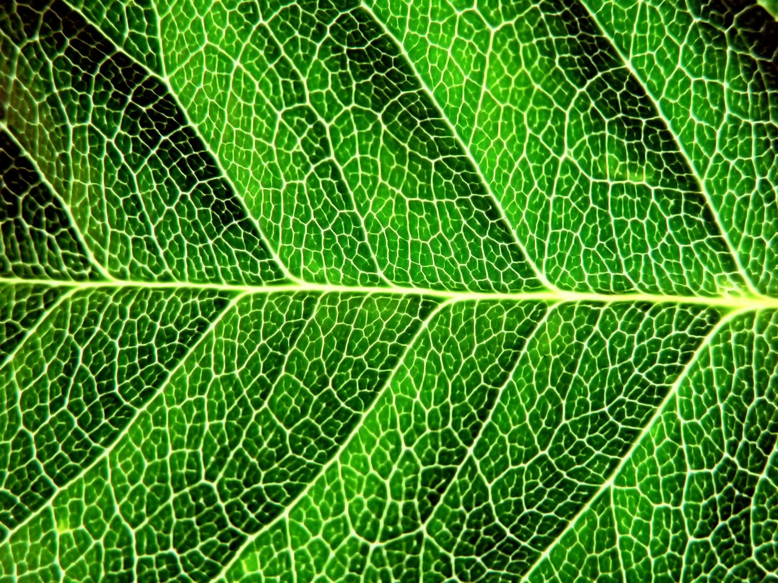 Vista Wallpaper plantes (7) #40 - 1600x1200