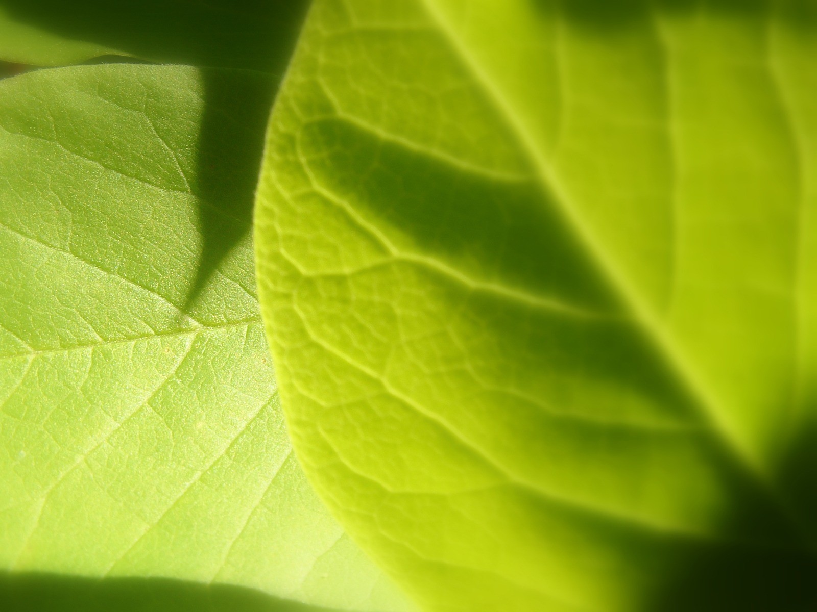 Vista 植物壁紙(八) #2 - 1600x1200