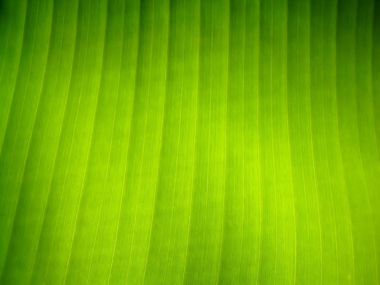 Vista 植物壁紙(八) #5 - 1600x1200