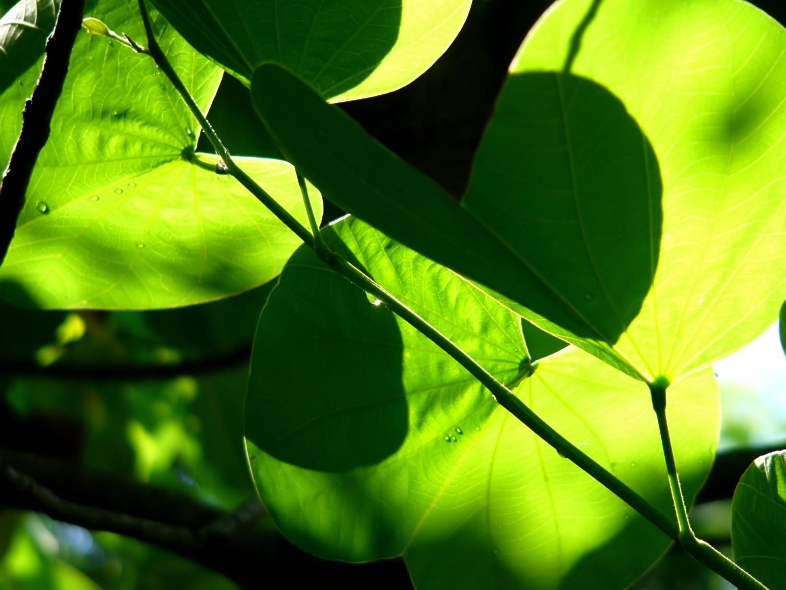 Vista 植物壁紙(八) #6 - 1600x1200