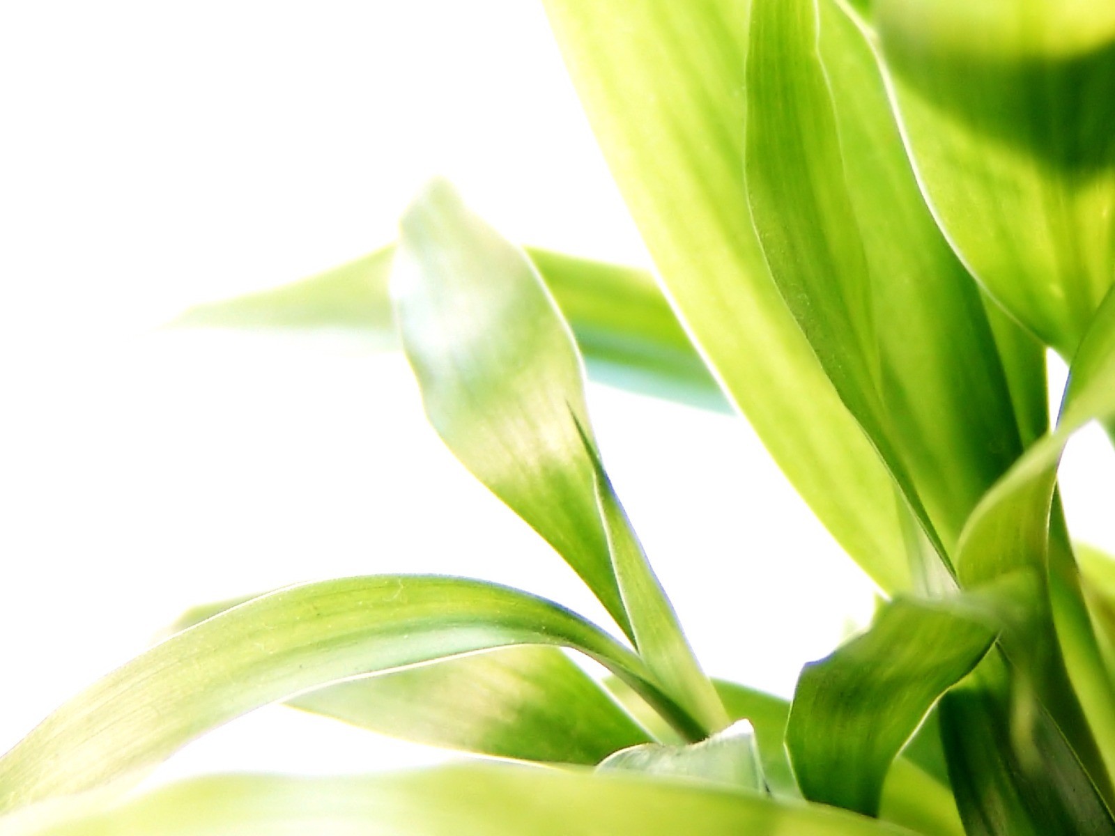 Vista 植物壁紙(八) #21 - 1600x1200