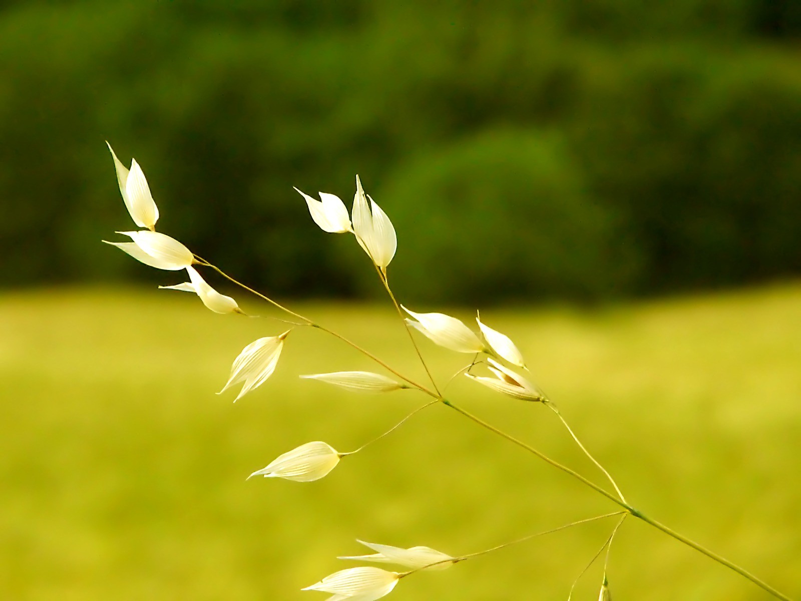 Vista 植物壁紙(八) #25 - 1600x1200