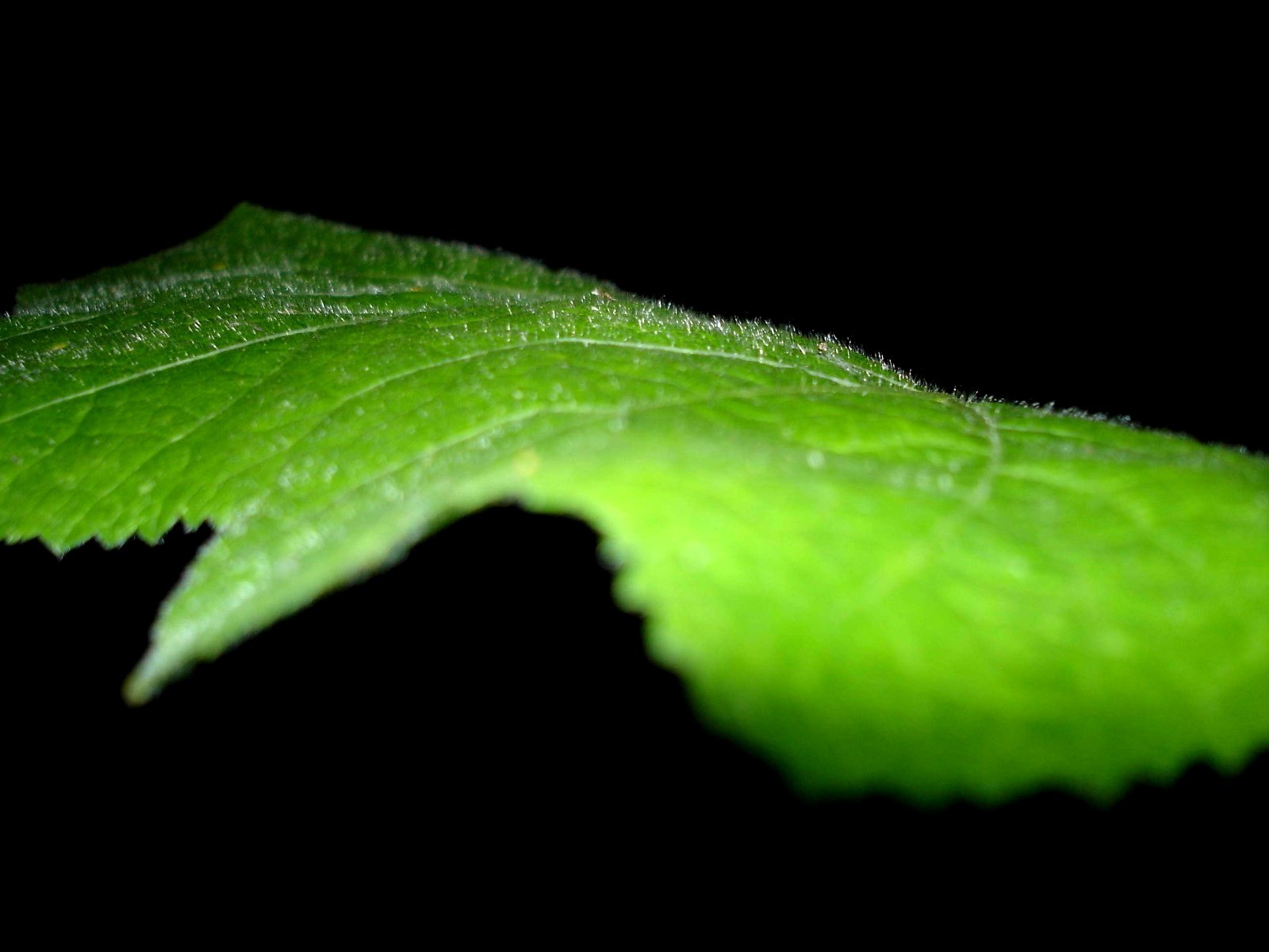 Vista 植物壁紙(八) #26 - 1600x1200