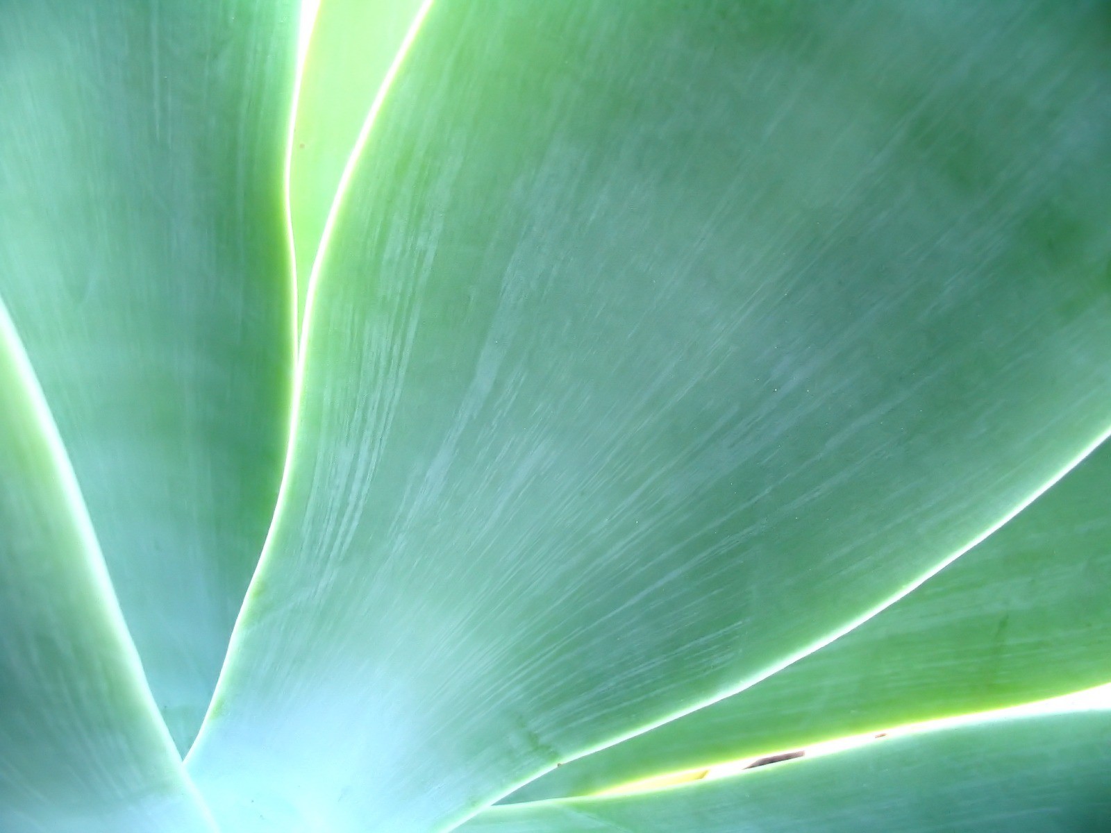 Vista 植物壁紙(八) #27 - 1600x1200