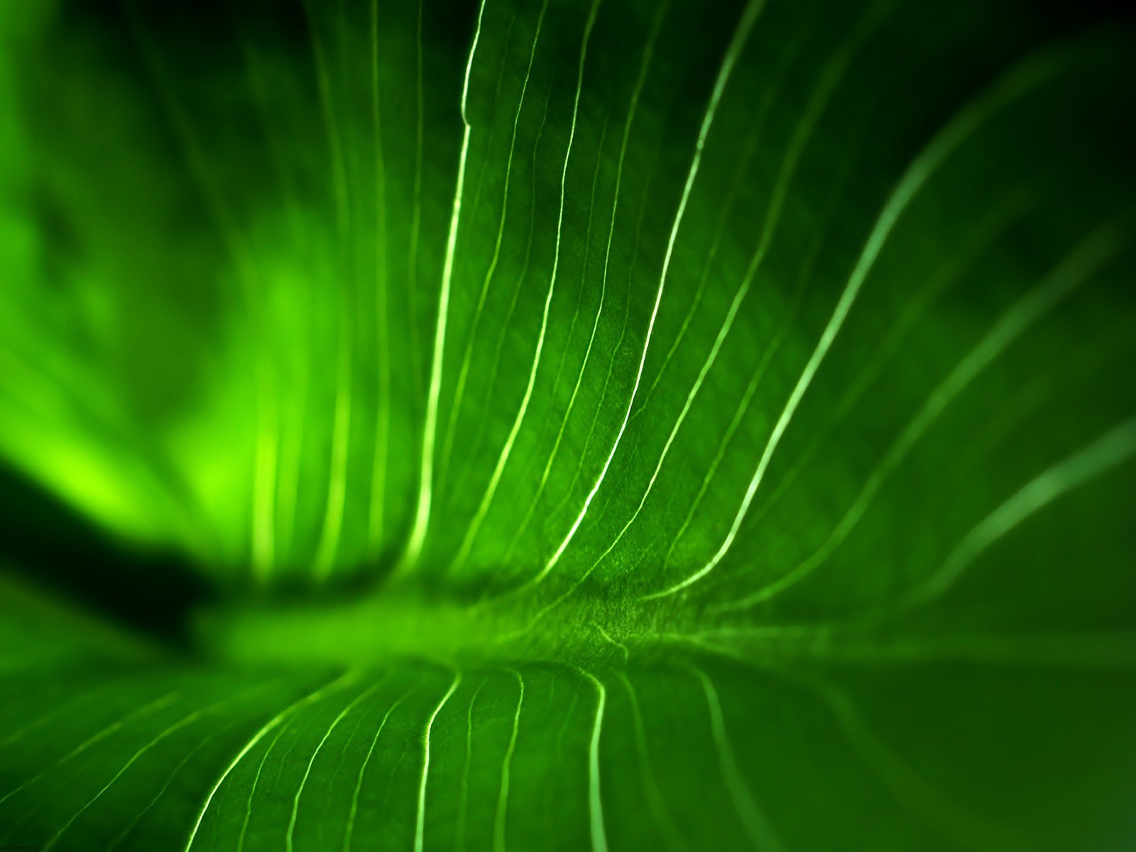Vista 植物壁紙(八) #28 - 1600x1200