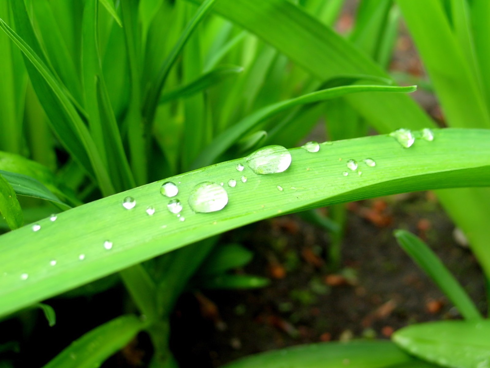 Vista 植物壁紙(八) #31 - 1600x1200