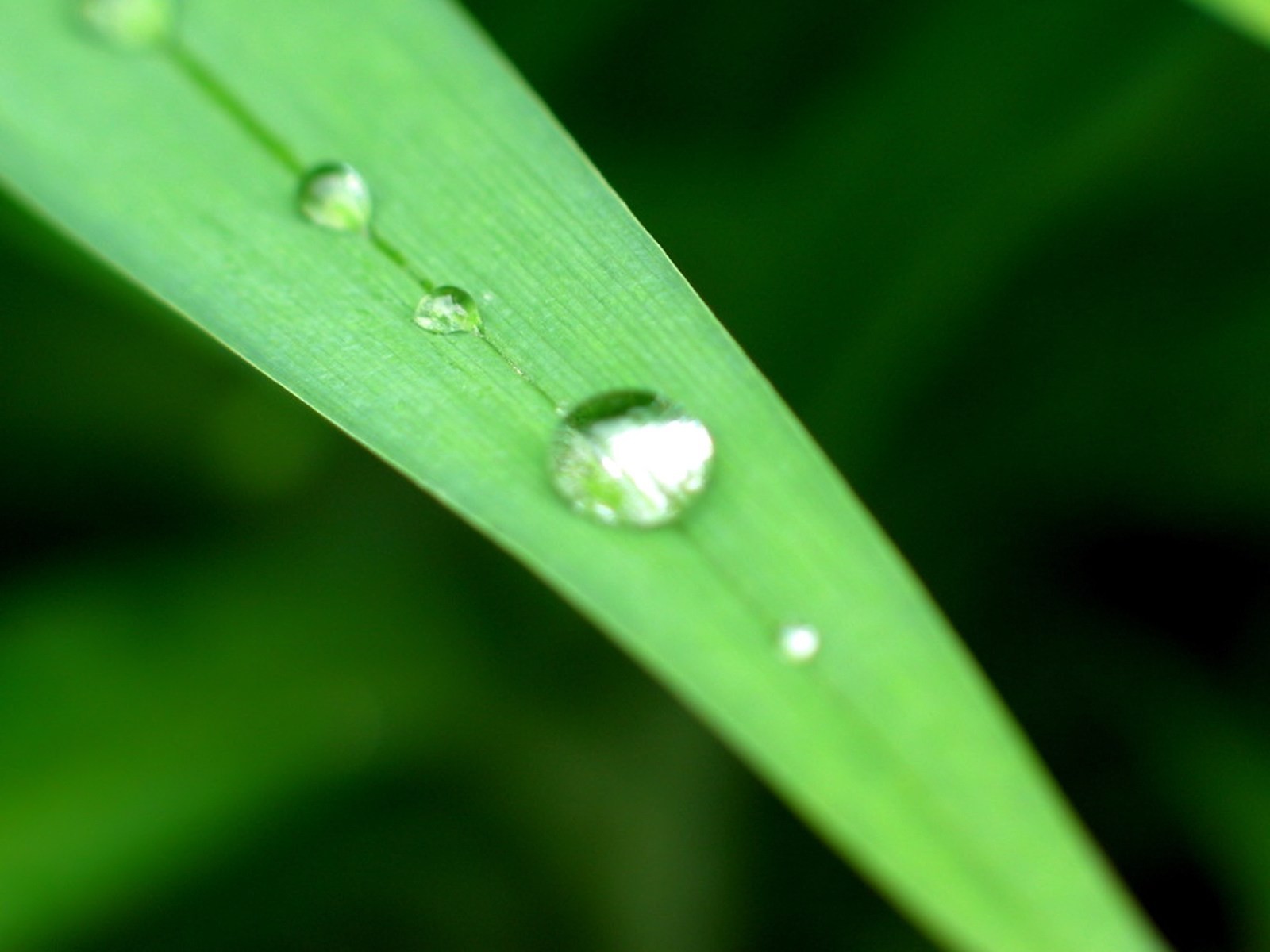 Vista 植物壁紙(八) #32 - 1600x1200
