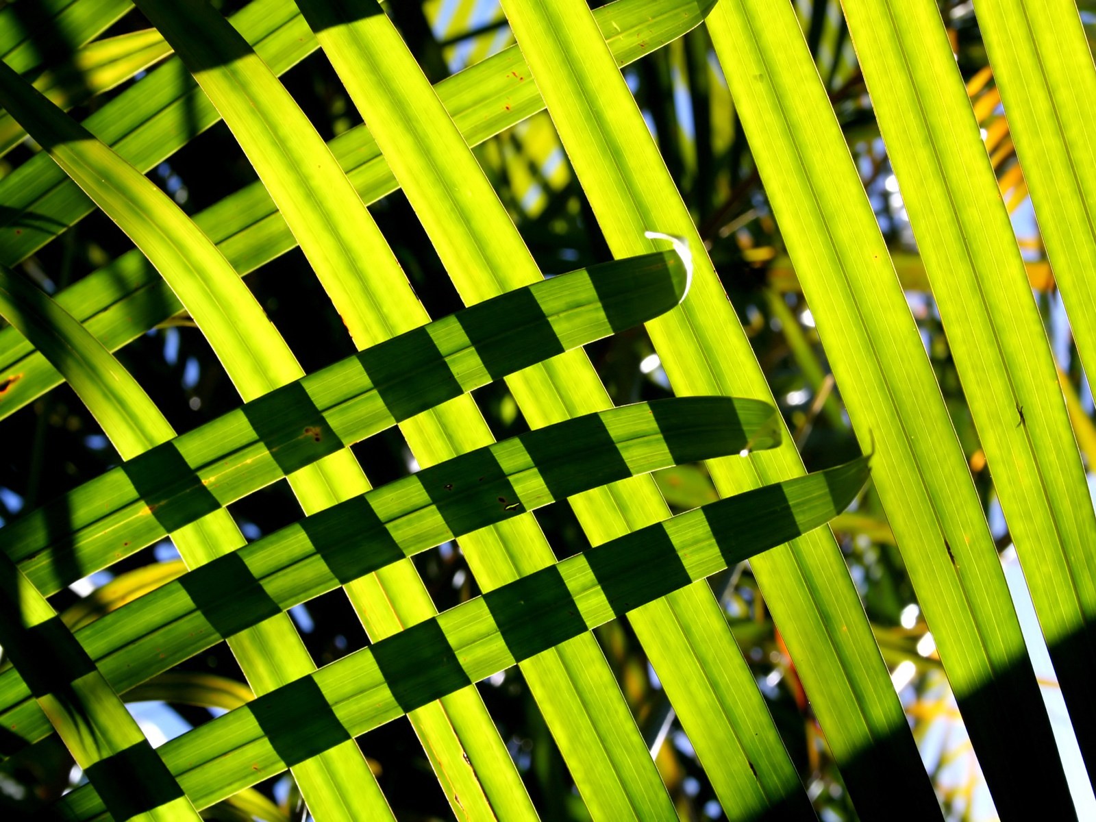 Vista 植物壁紙(八) #33 - 1600x1200