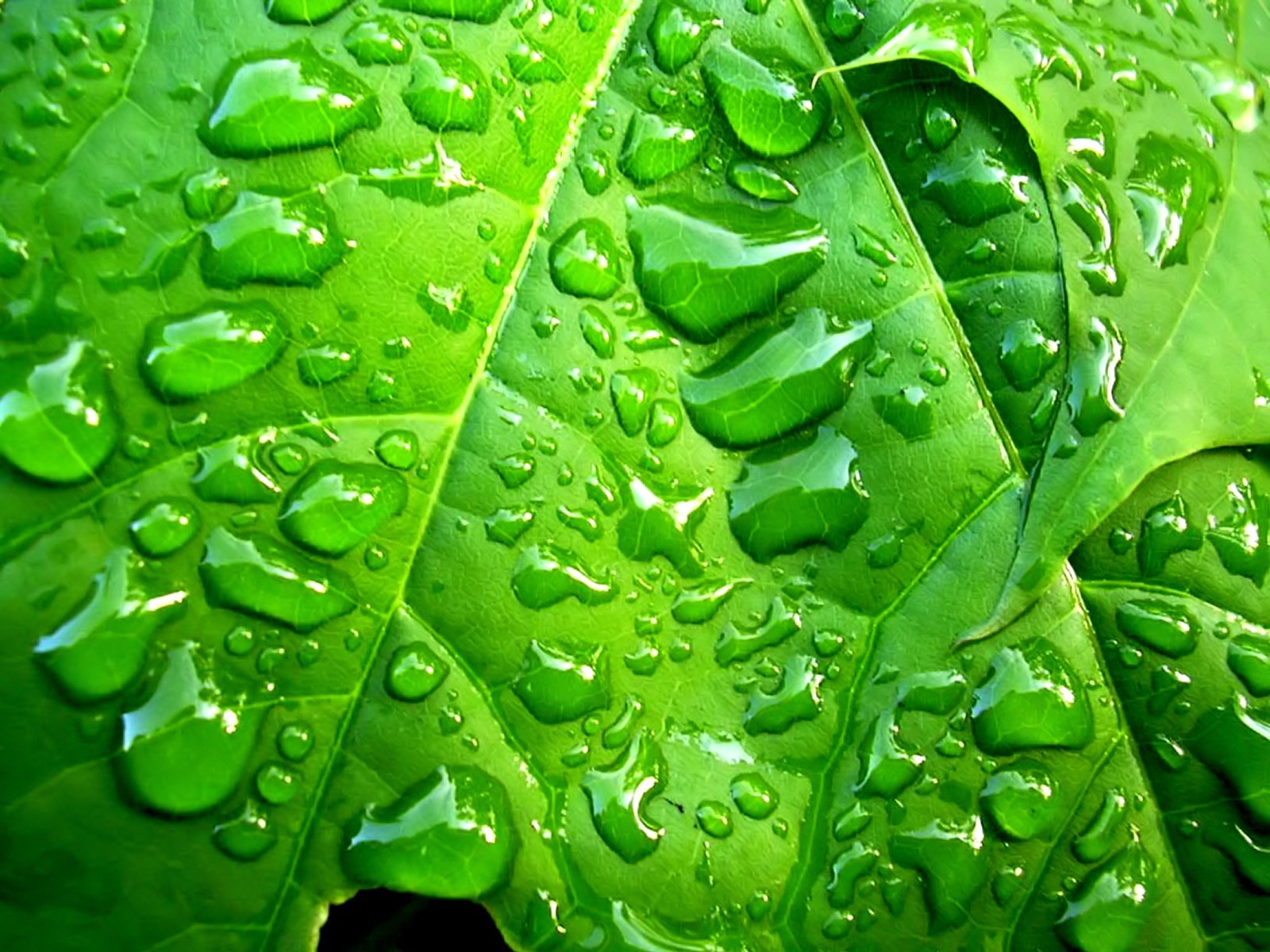 Vista 植物壁紙(八) #35 - 1600x1200
