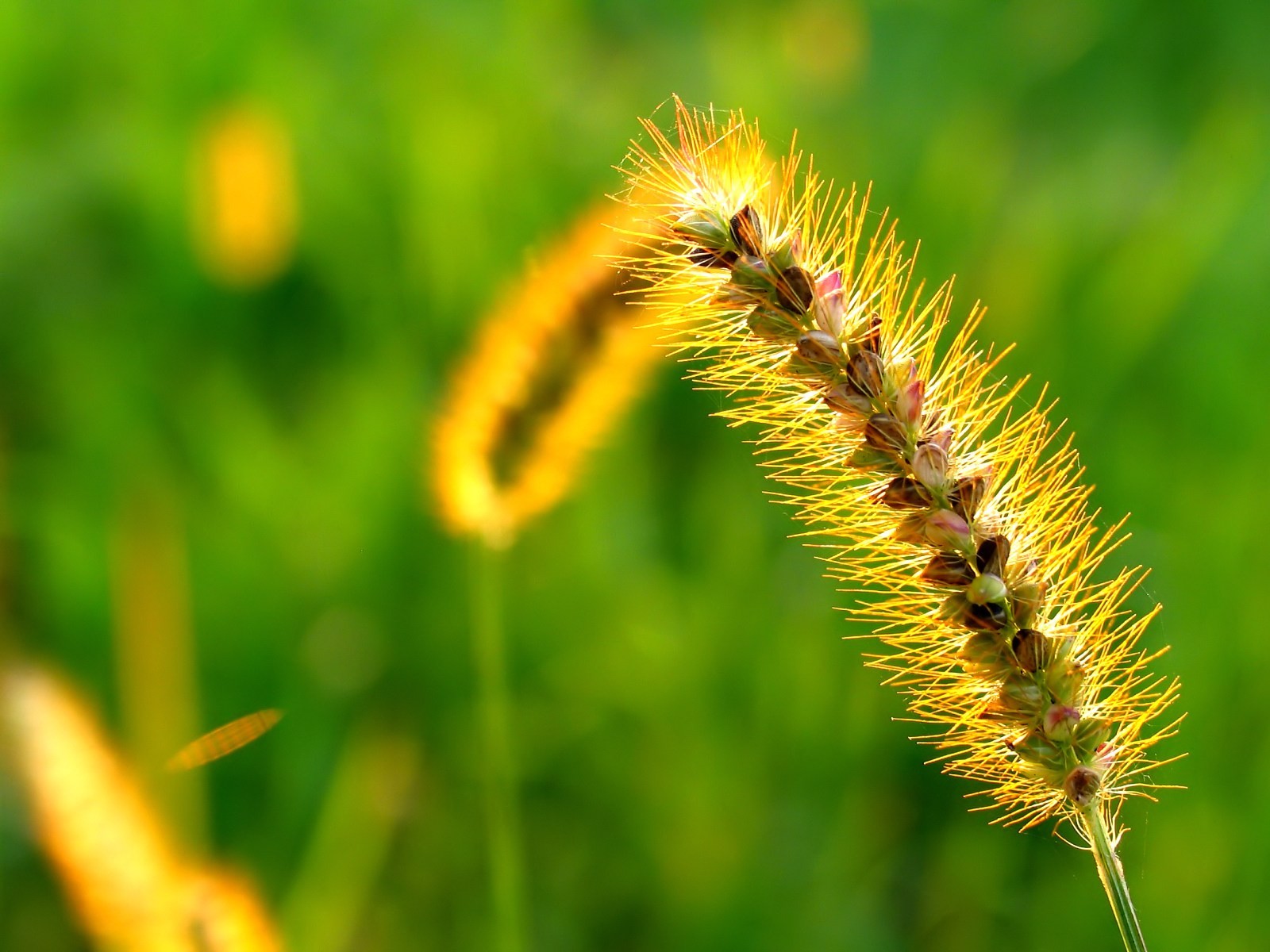 Vista 植物壁紙(八) #36 - 1600x1200