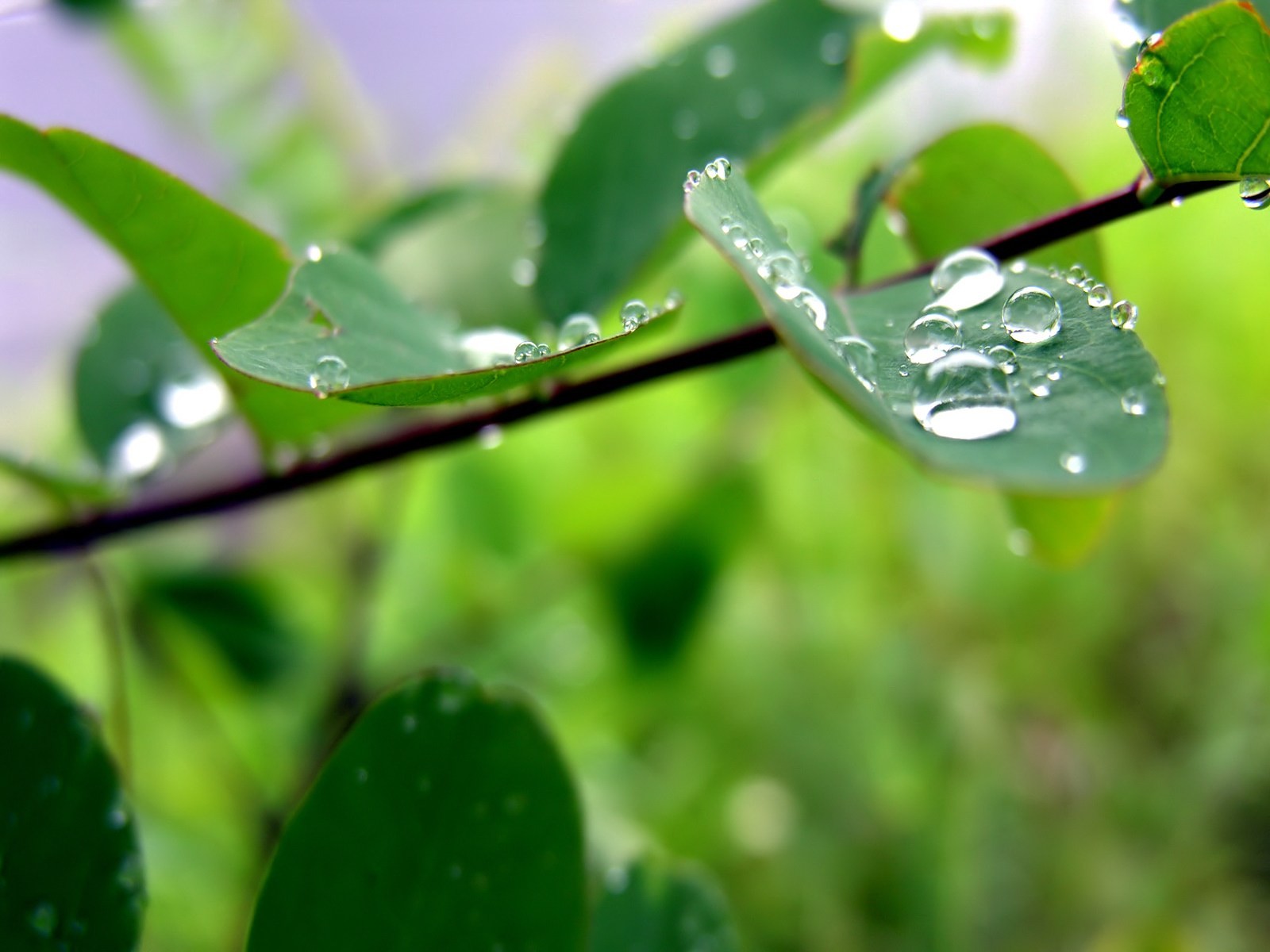 Vista 植物壁紙(八) #38 - 1600x1200