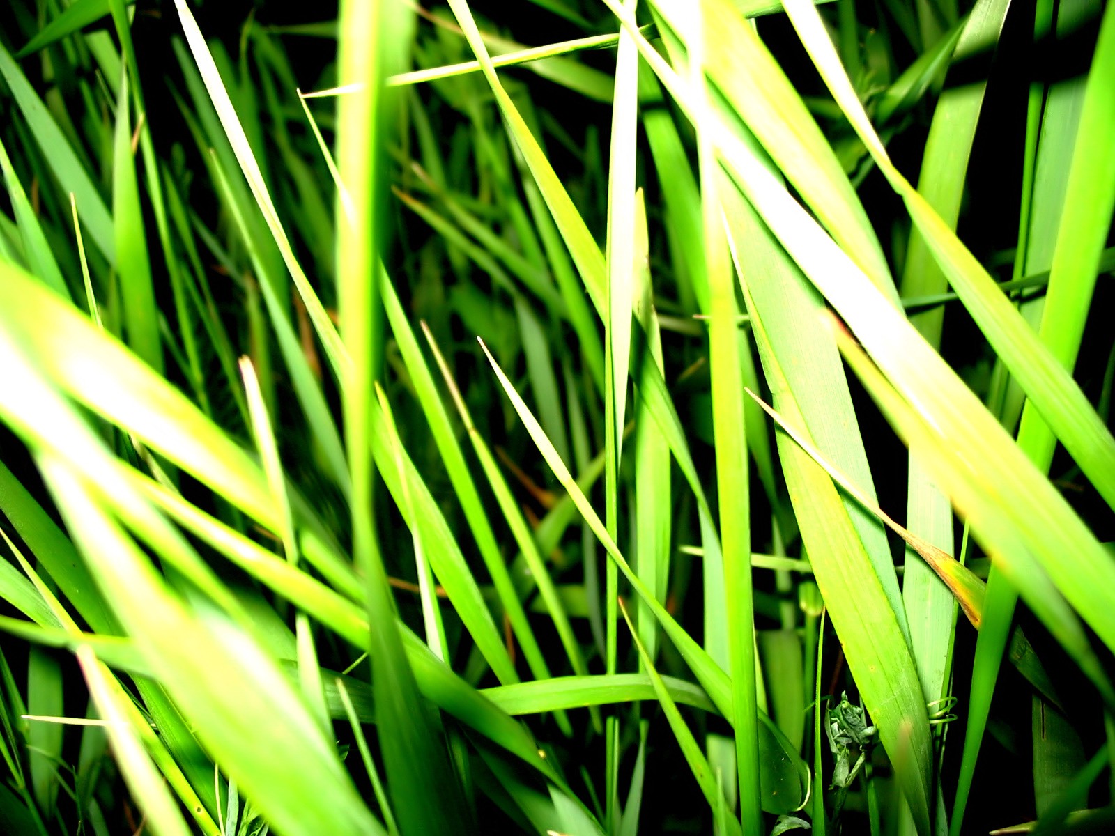 Vista 植物壁紙(八) #39 - 1600x1200