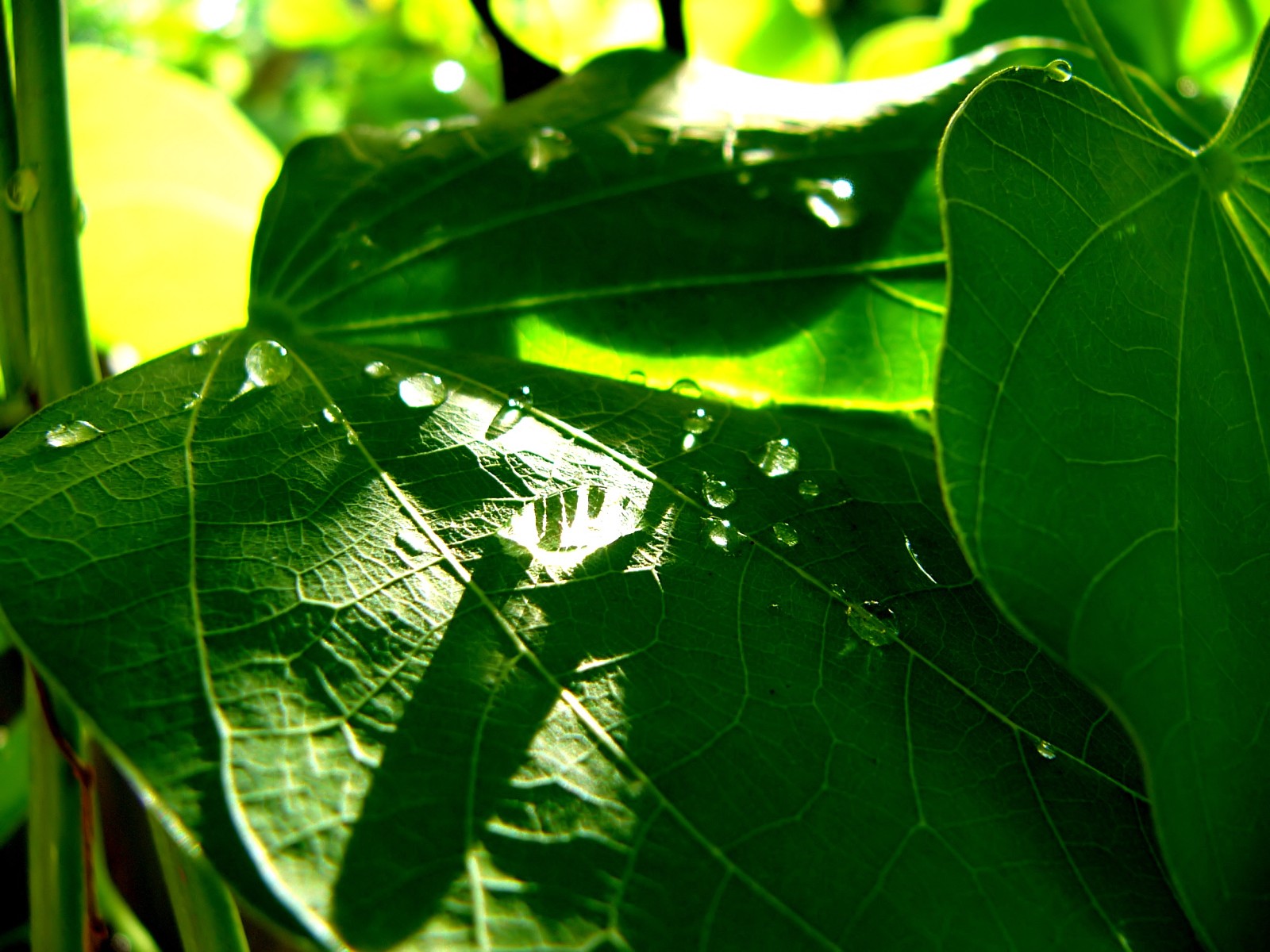Vista 植物壁紙(八) #40 - 1600x1200