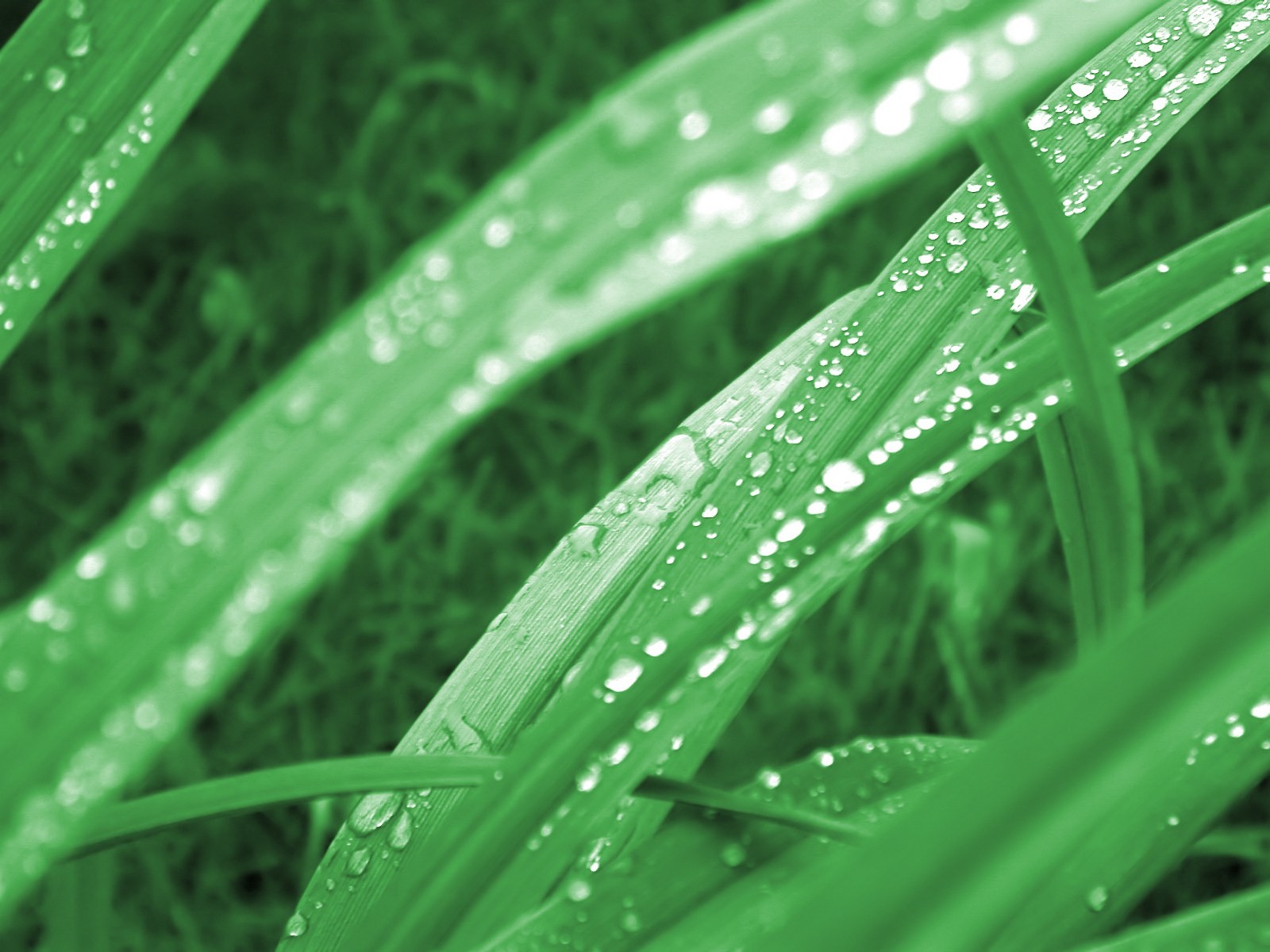 Vista 植物壁紙(九) #19 - 1600x1200
